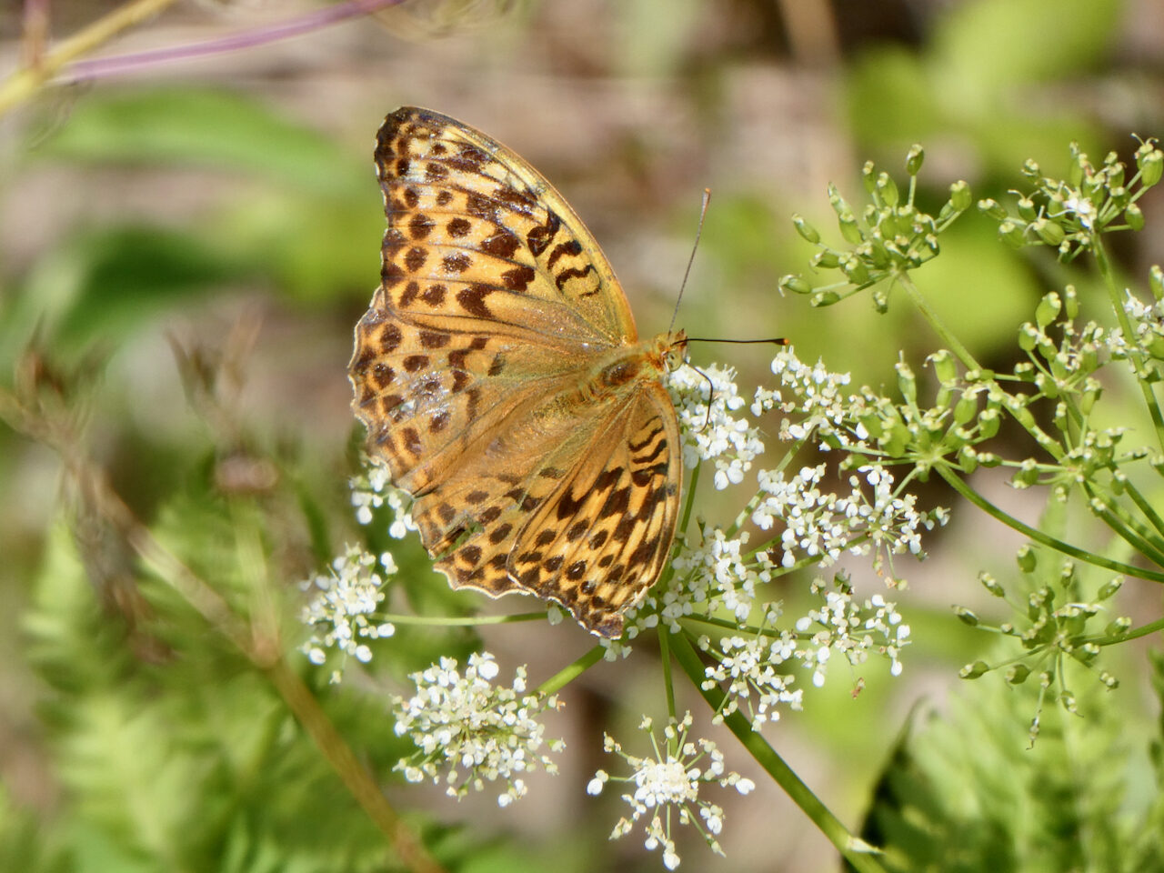 Valokuvaaja: Liisa Niiva-Korpela
