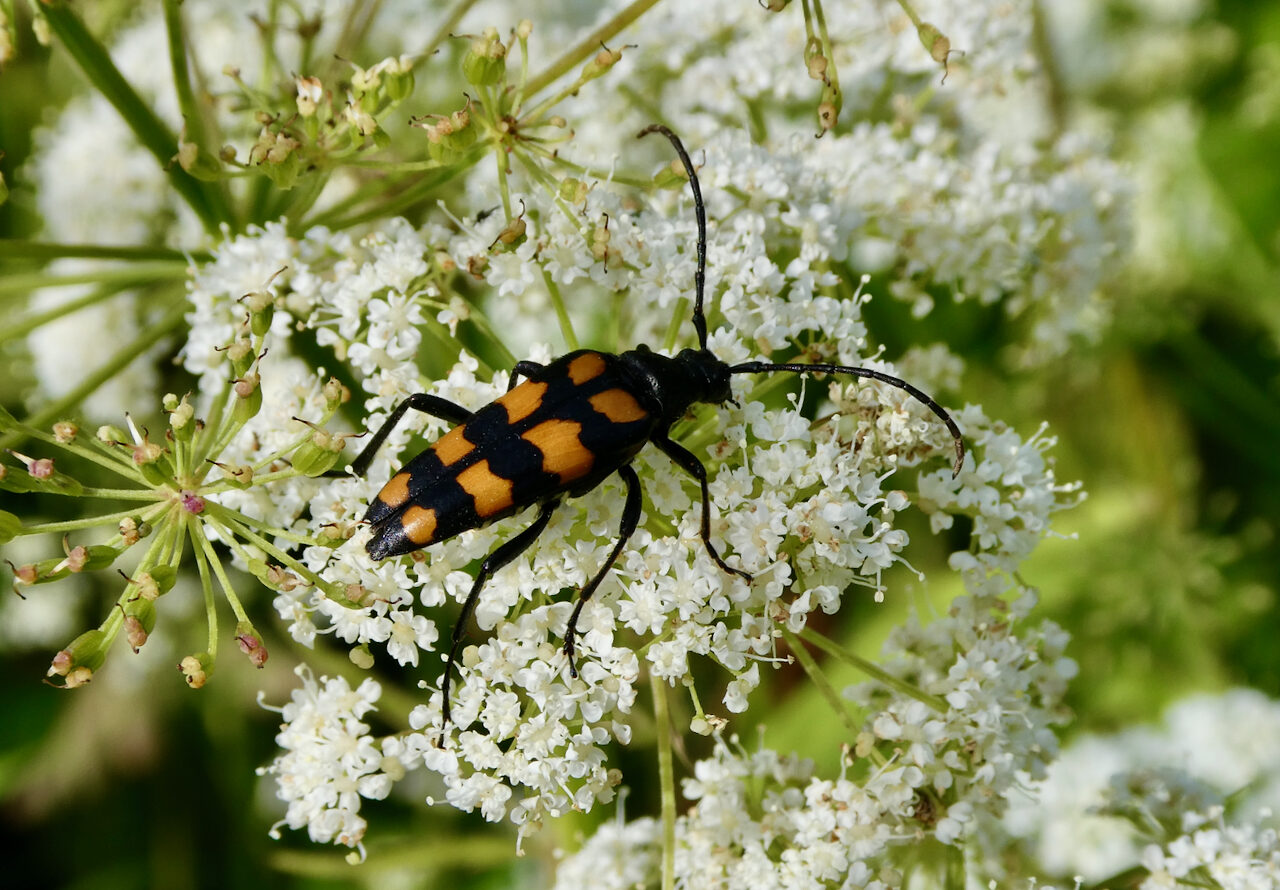Valokuvaaja: Liisa Niiva-Korpela