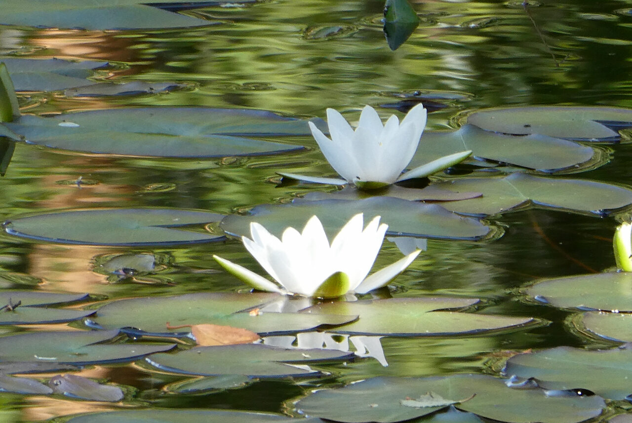 Valokuvaaja: Liisa Niiva-Korpela