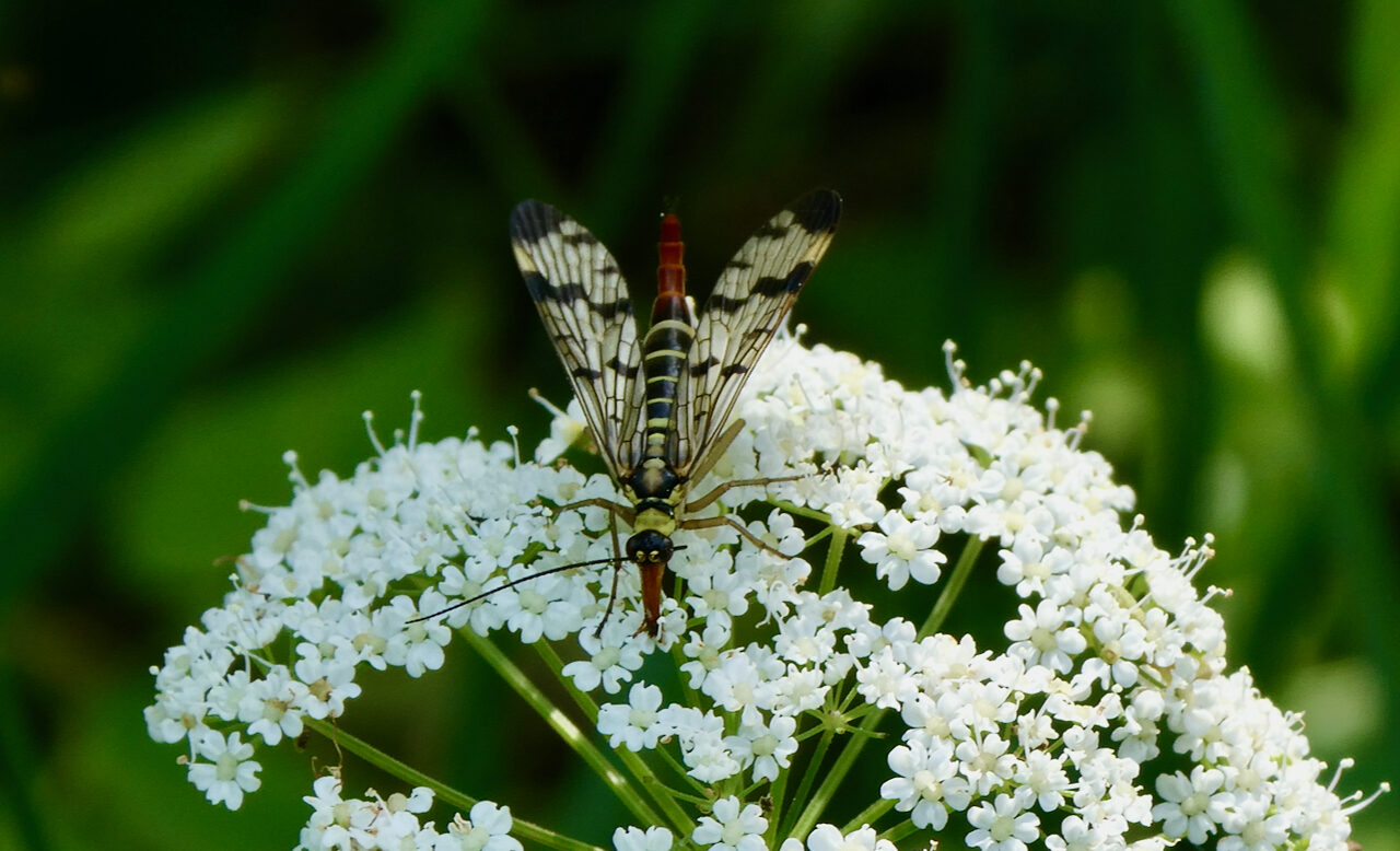 Valokuvaaja: Liisa Niiva-Korpela