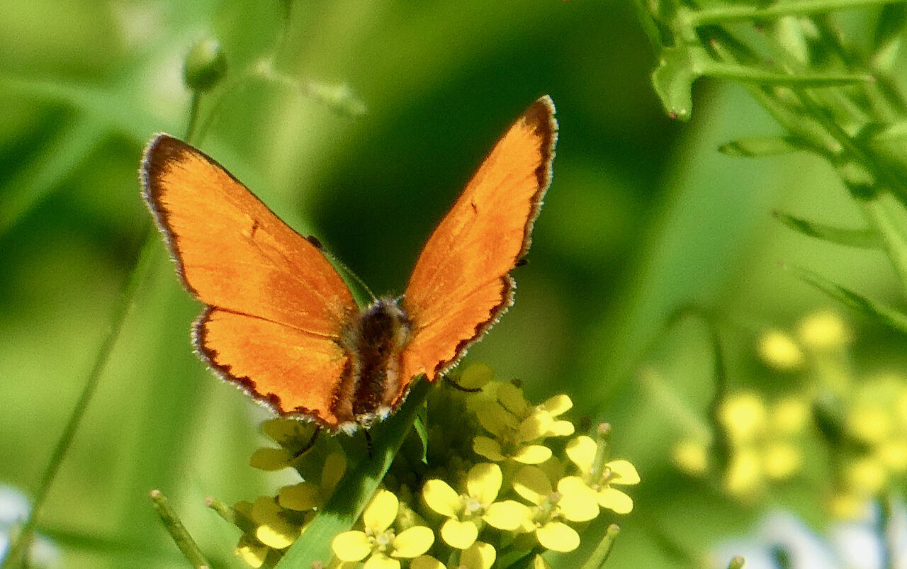 Valokuvaaja: Liisa Niiva-Korpela