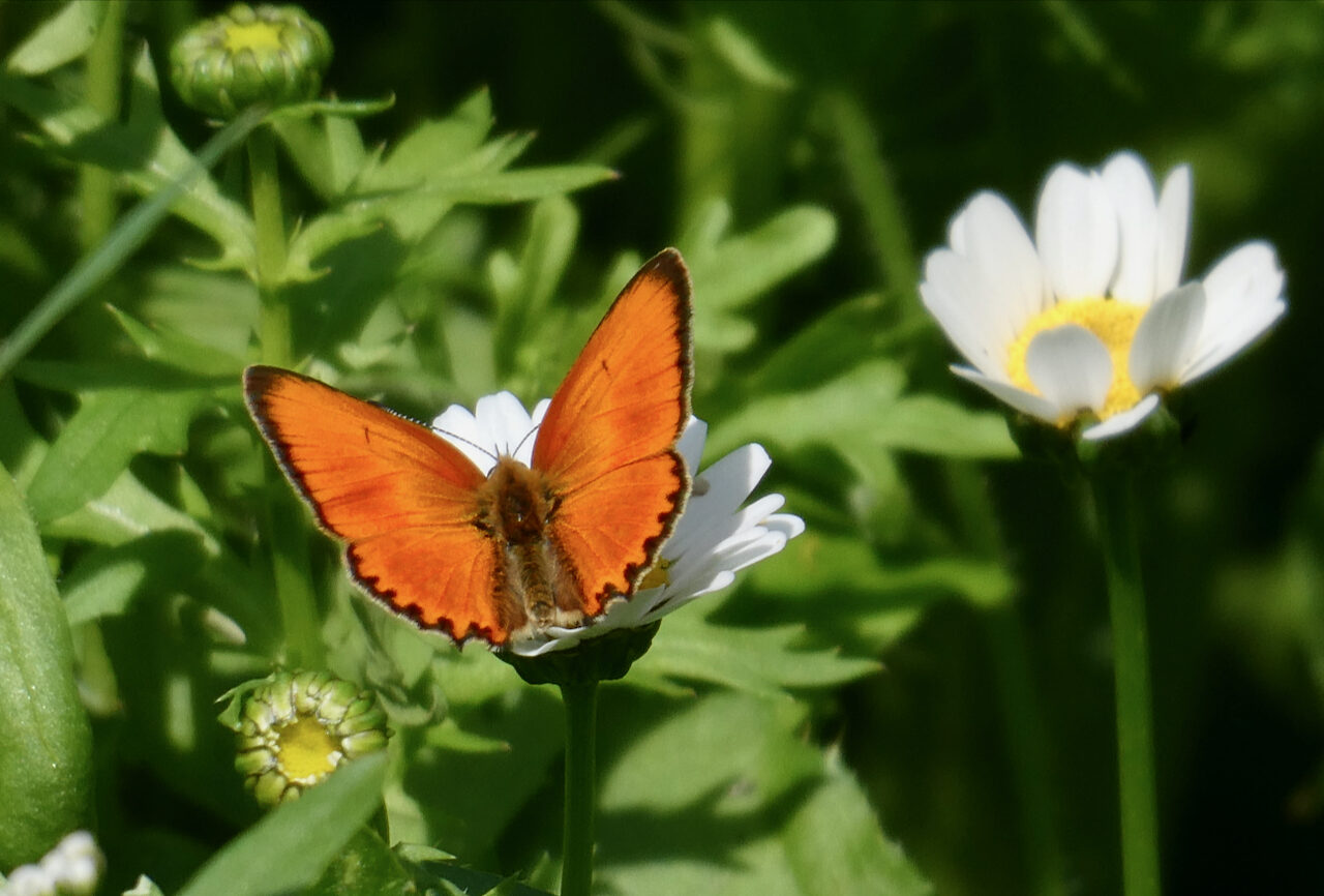 Valokuvaaja: Liisa Niiva-Korpela