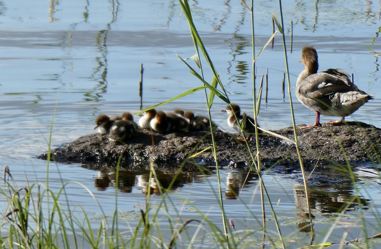 Valokuvaaja: Liisa Niiva-Korpela
