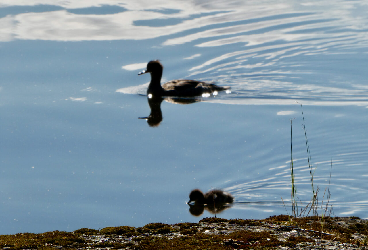 Valokuvaaja: Liisa Niiva-Korpela Valokuvaaja: Liisa Niiva-Korpela