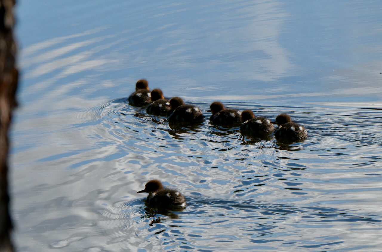 Valokuvaaja: Liisa Niiva-Korpela