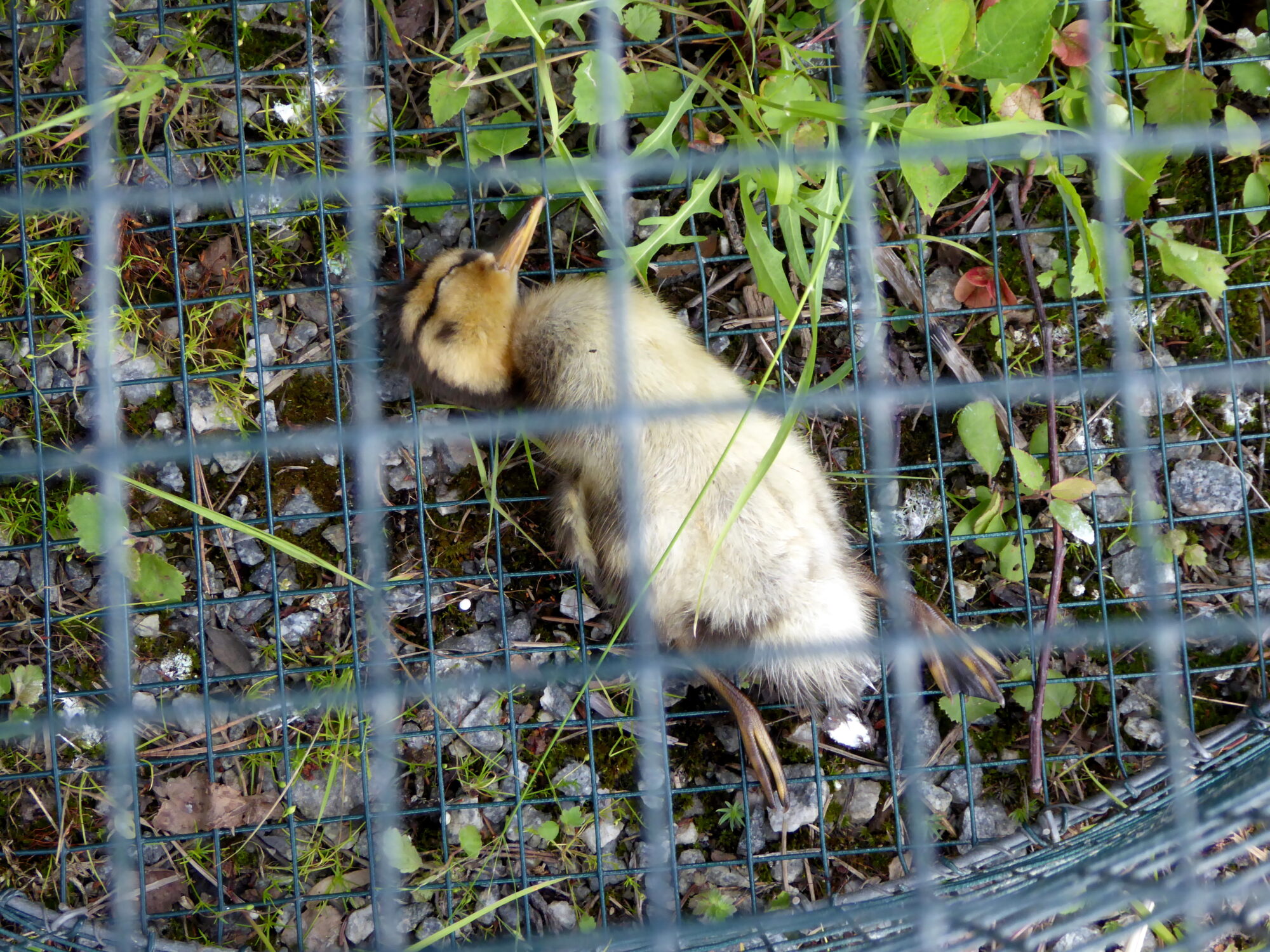 Valokuvaaja: Toni Asikainen