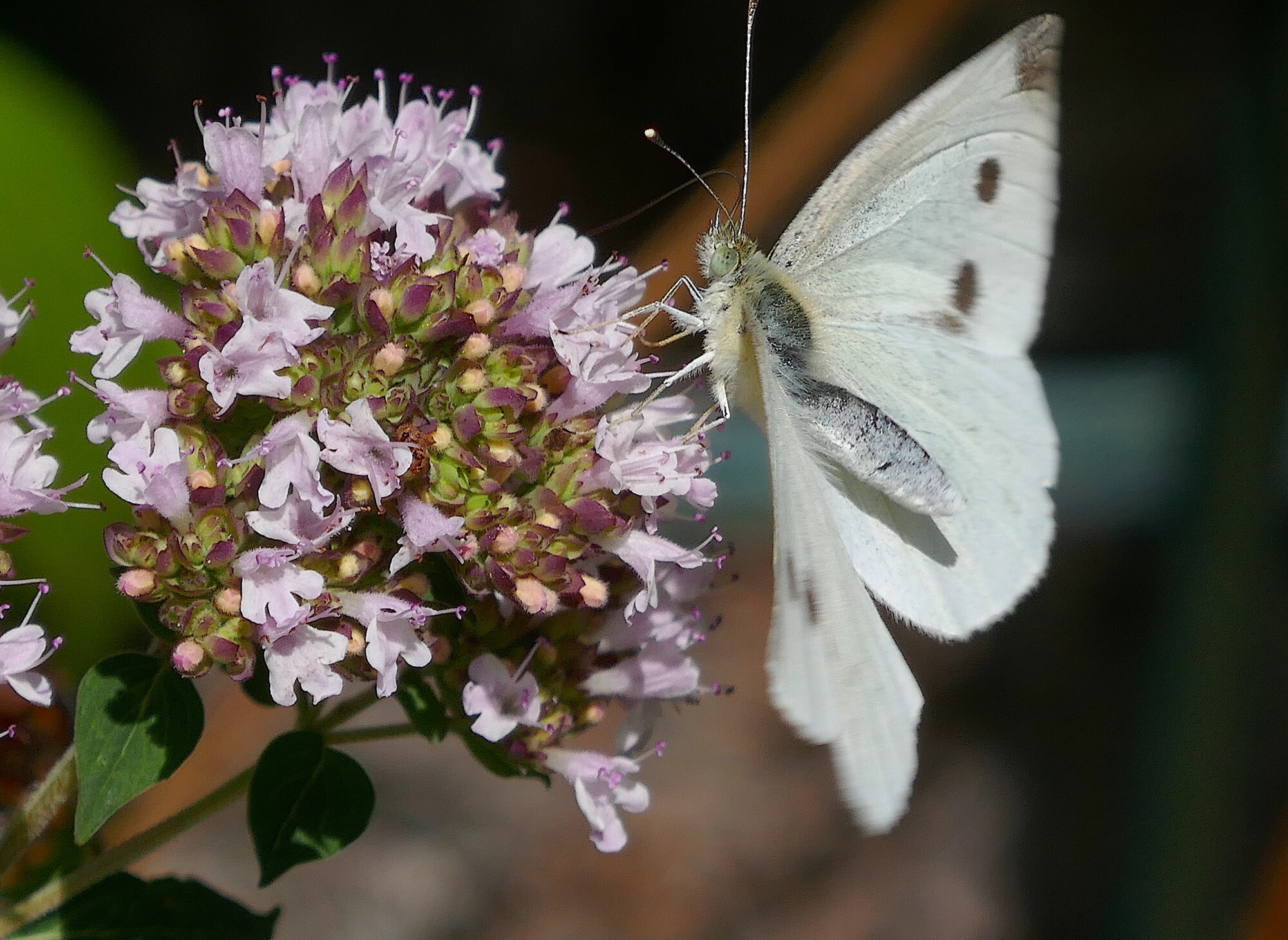 Valokuvaaja: Marjut Ikonen
