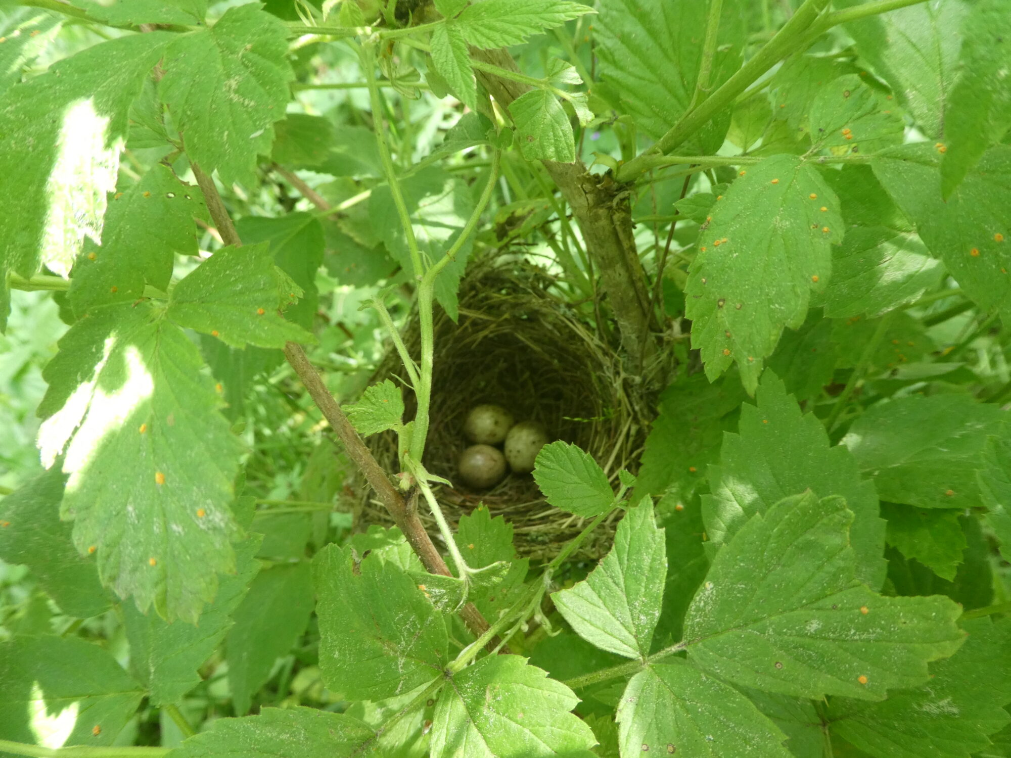 Valokuvaaja: Anja Mustamaa