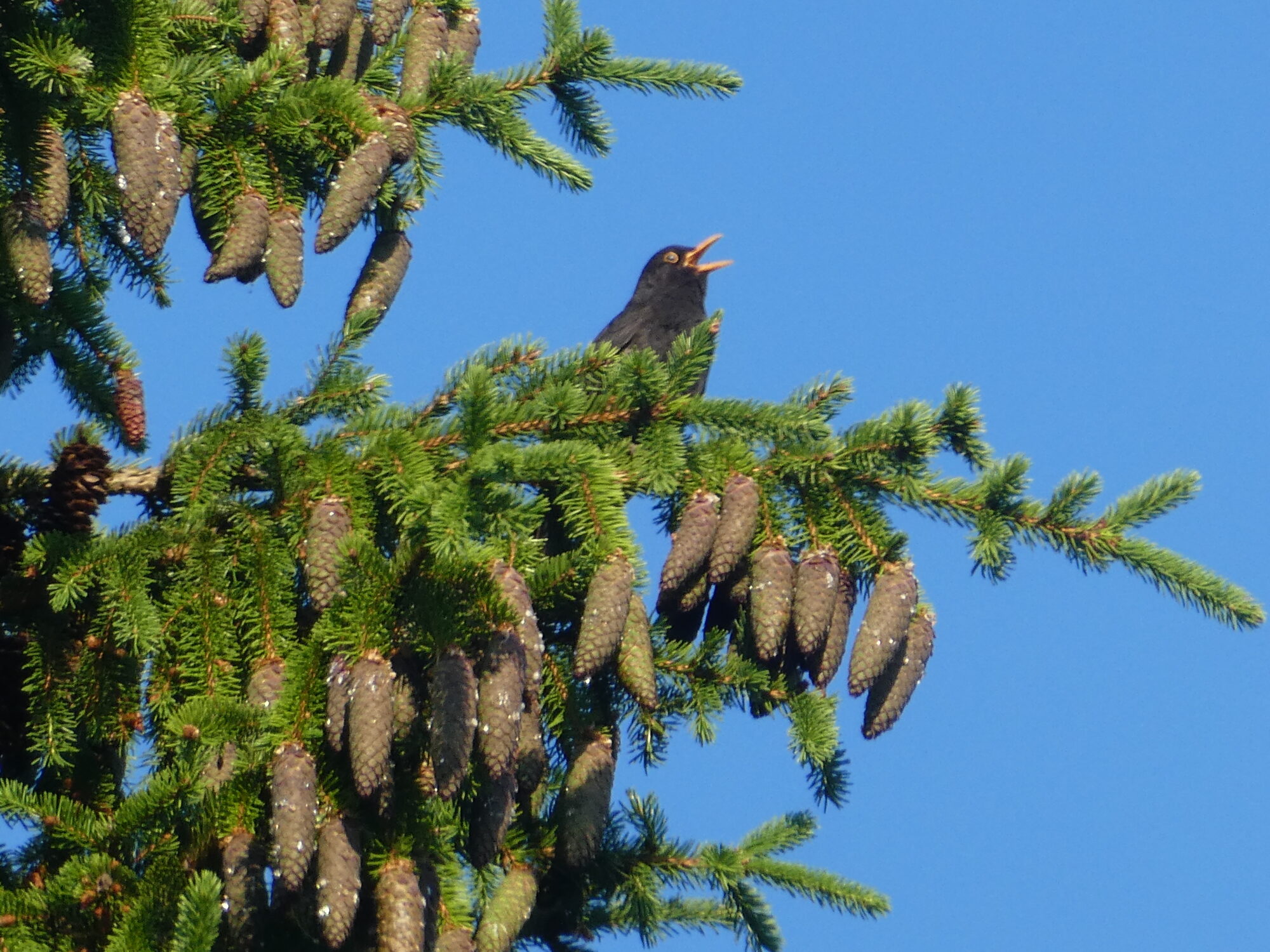 Valokuvaaja: Anja Mustamaa Valokuvaaja: Anja Mustamaa