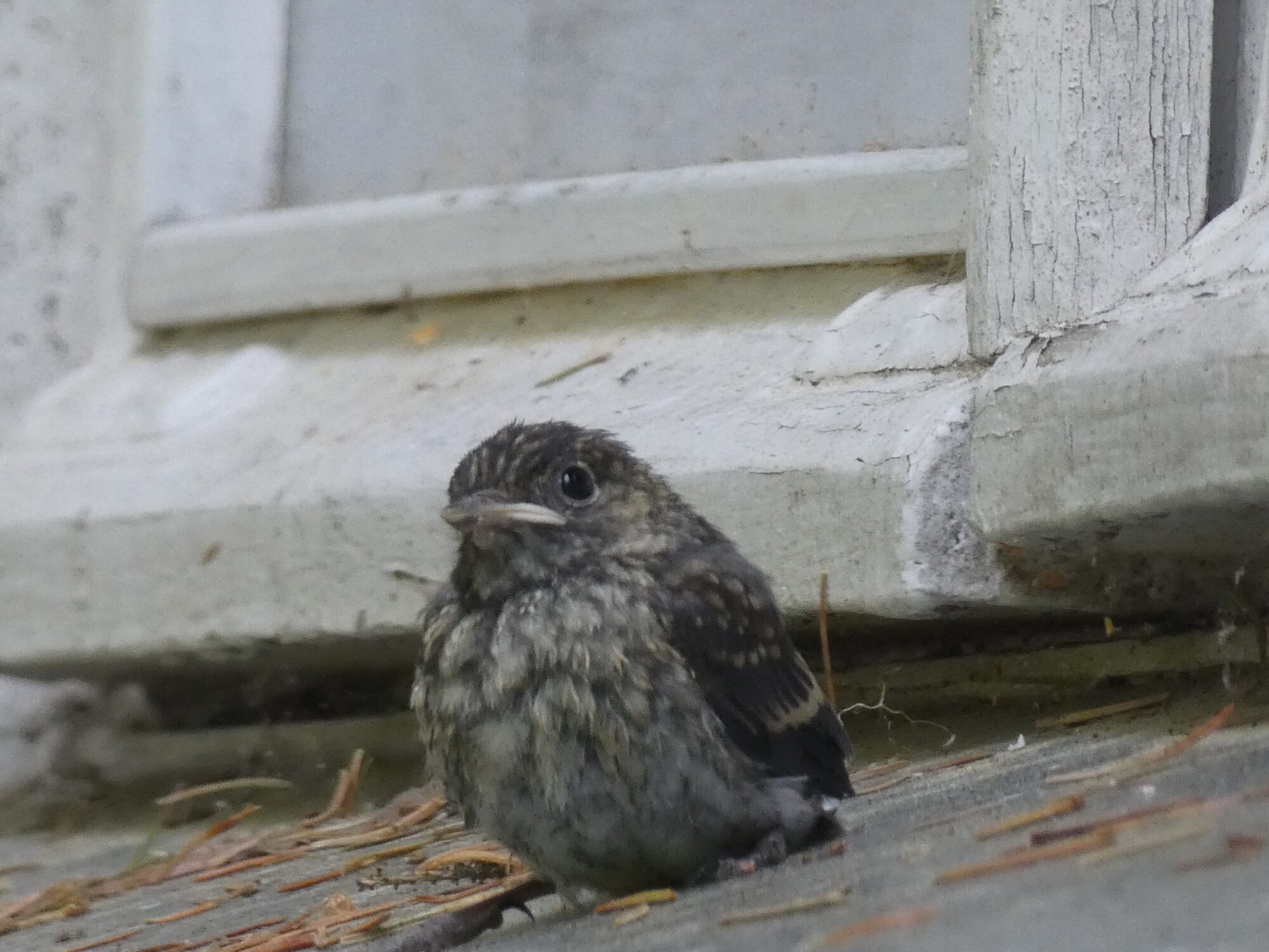 Valokuvaaja: Anja Mustamaa