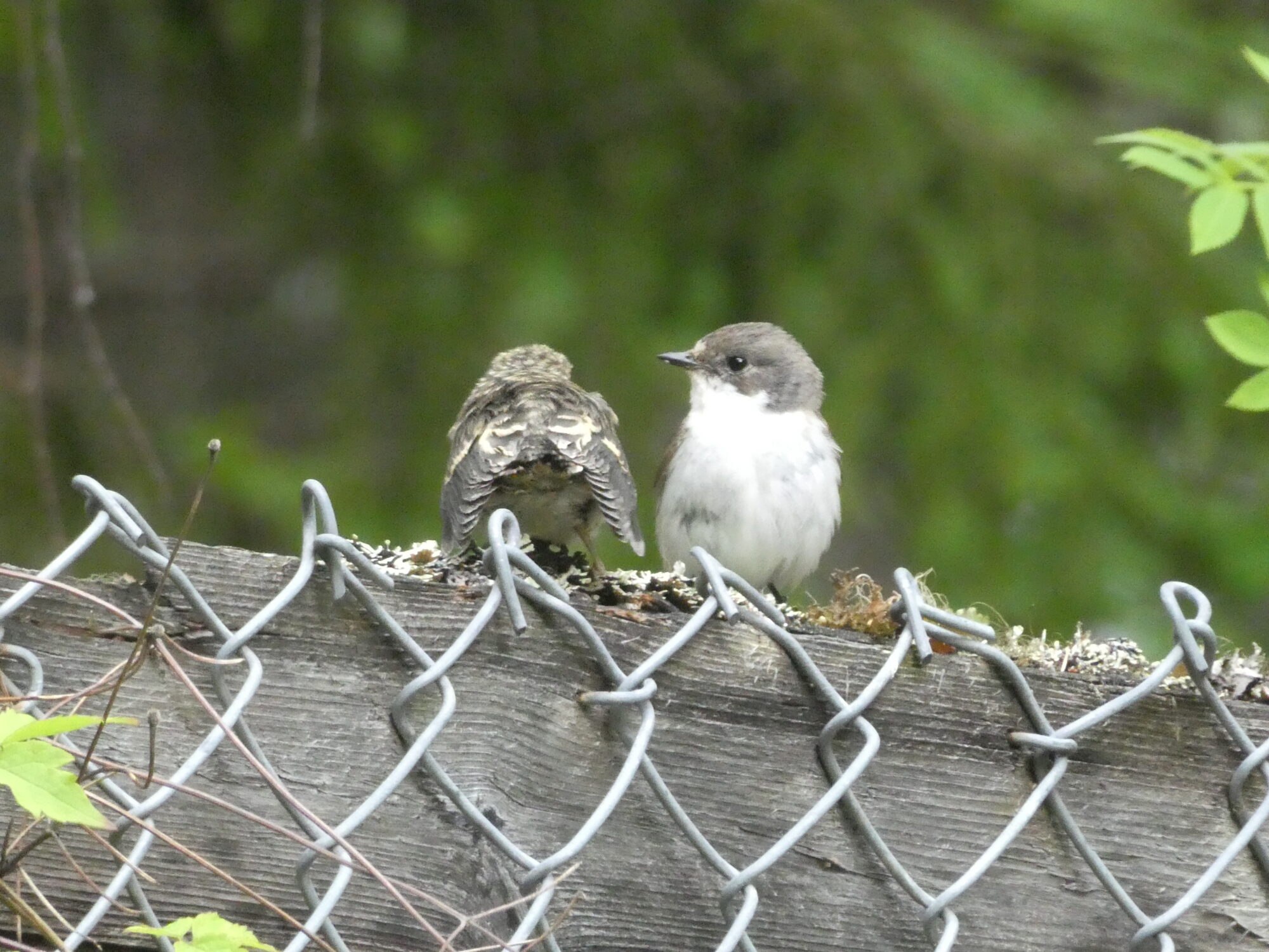 Valokuvaaja: Anja Mustamaa
