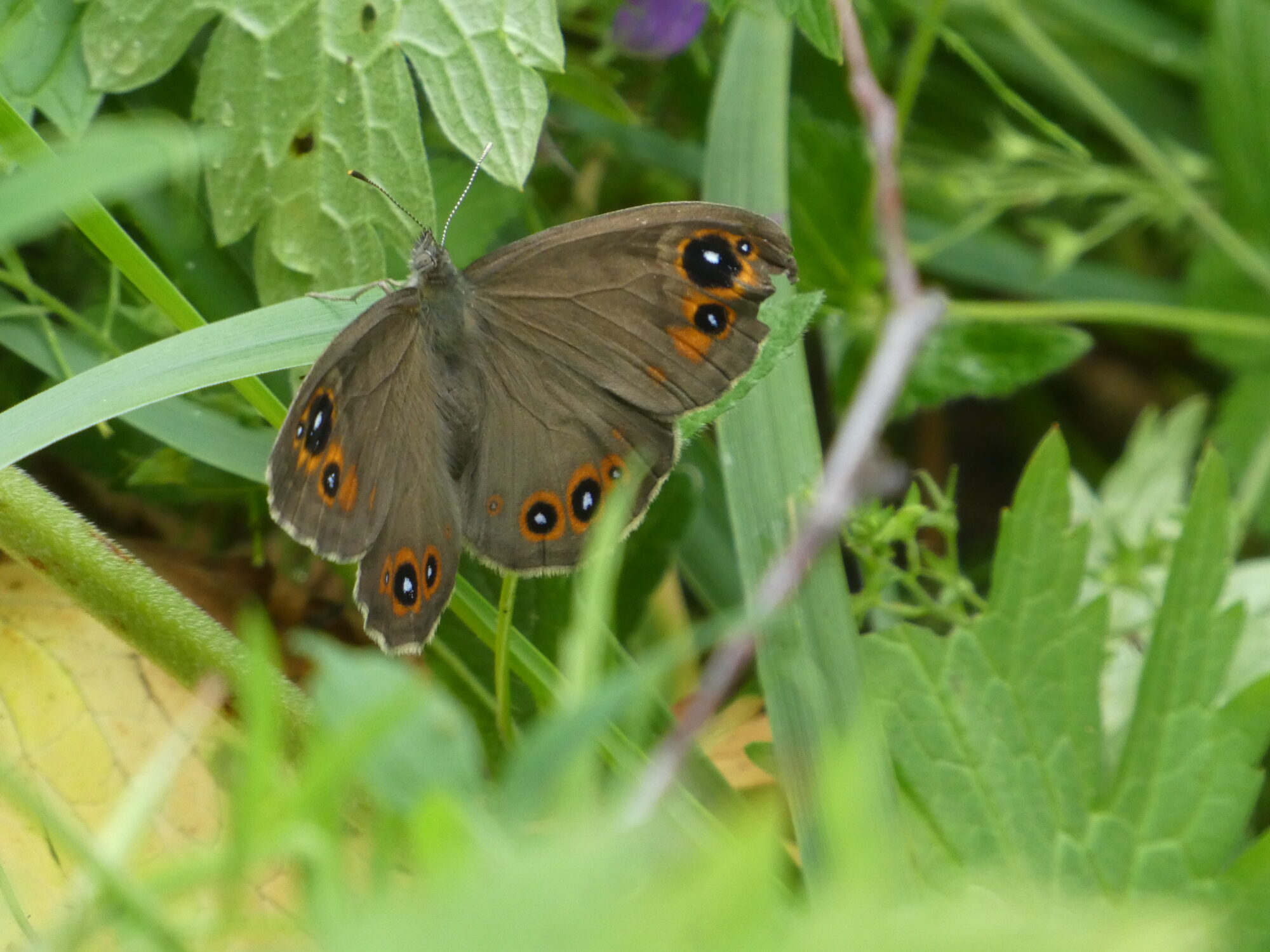 Valokuvaaja: Anja Mustamaa