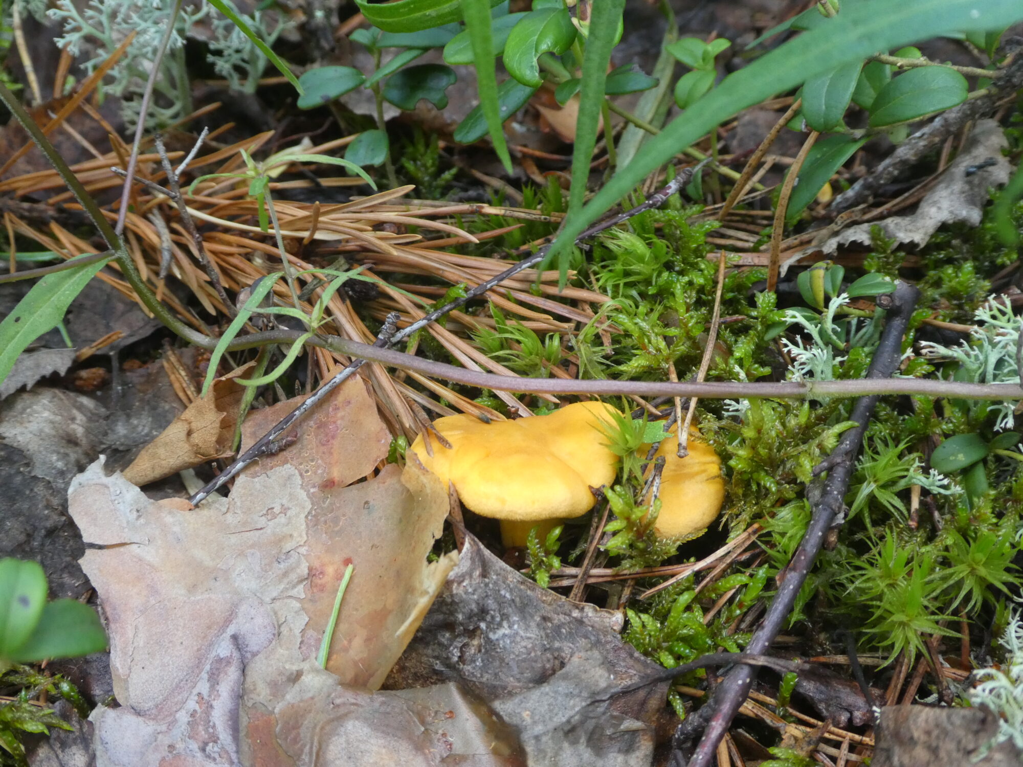 Valokuvaaja: Anja Mustamaa