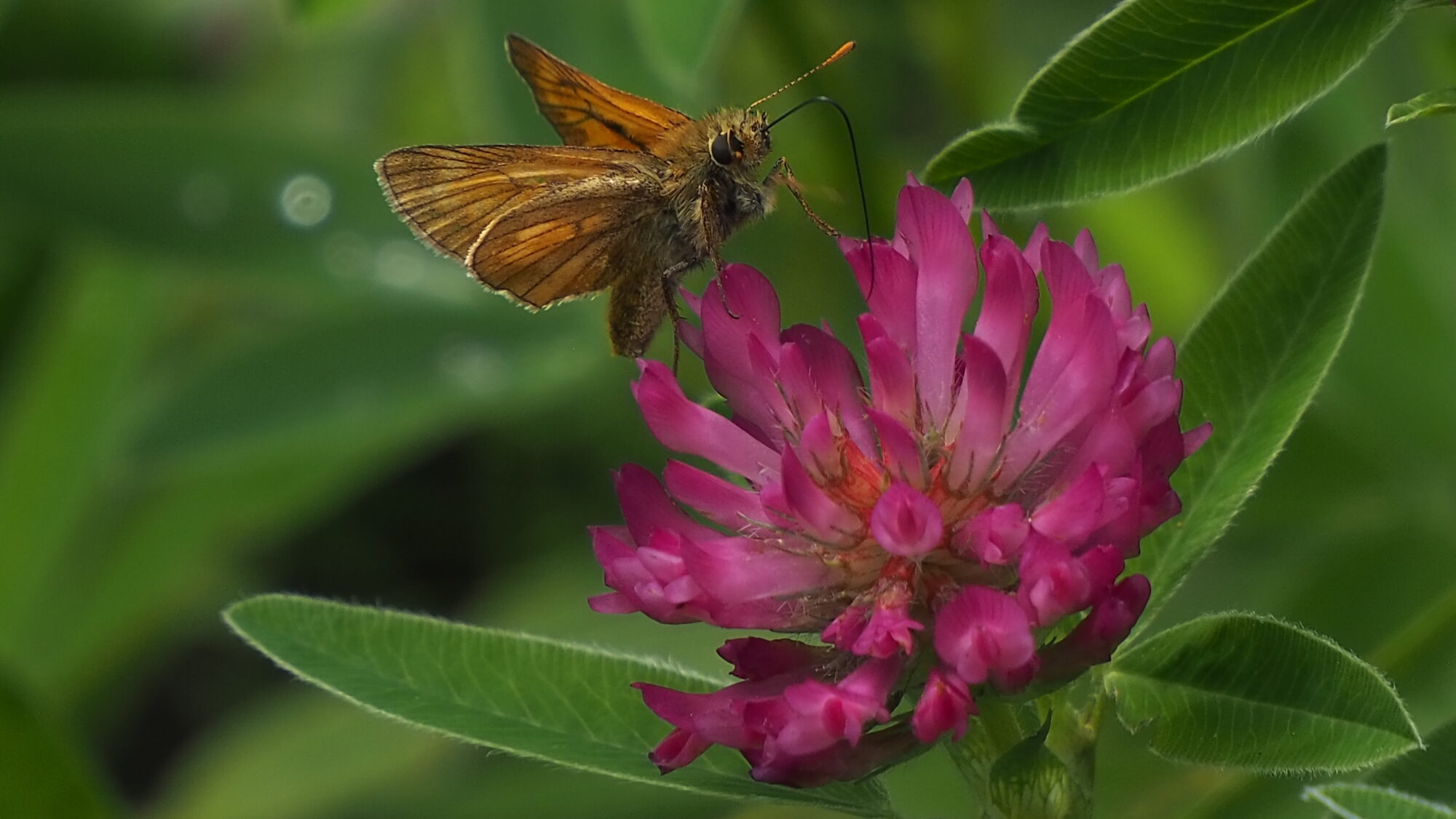 Valokuvaaja: Martti Valtonen