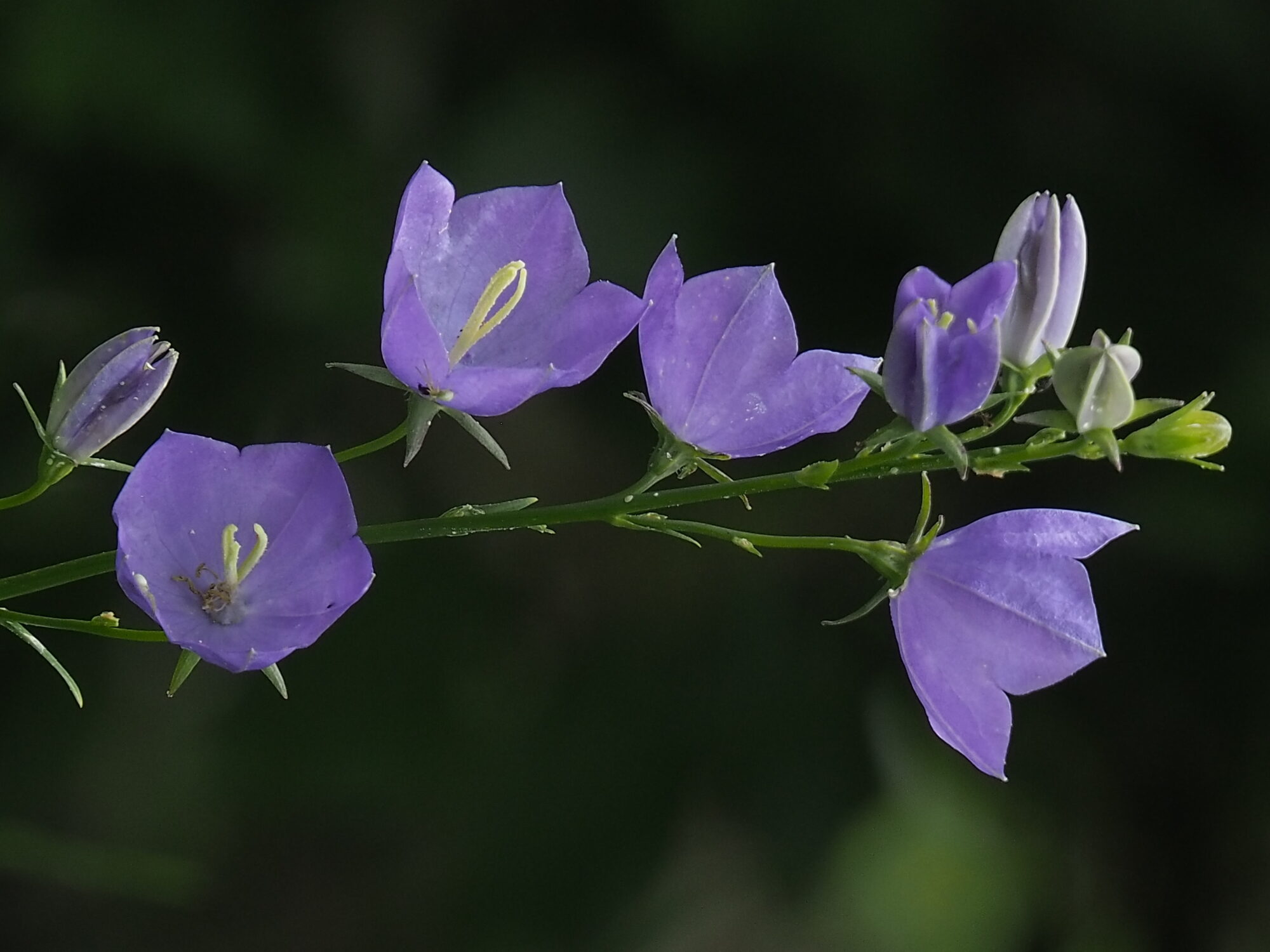 Valokuvaaja: Martti Valtonen