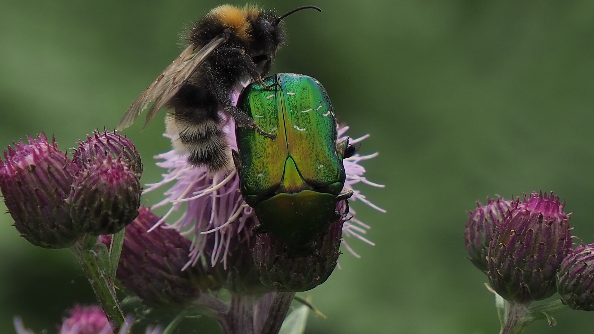 Valokuvaaja: Martti Valtonen