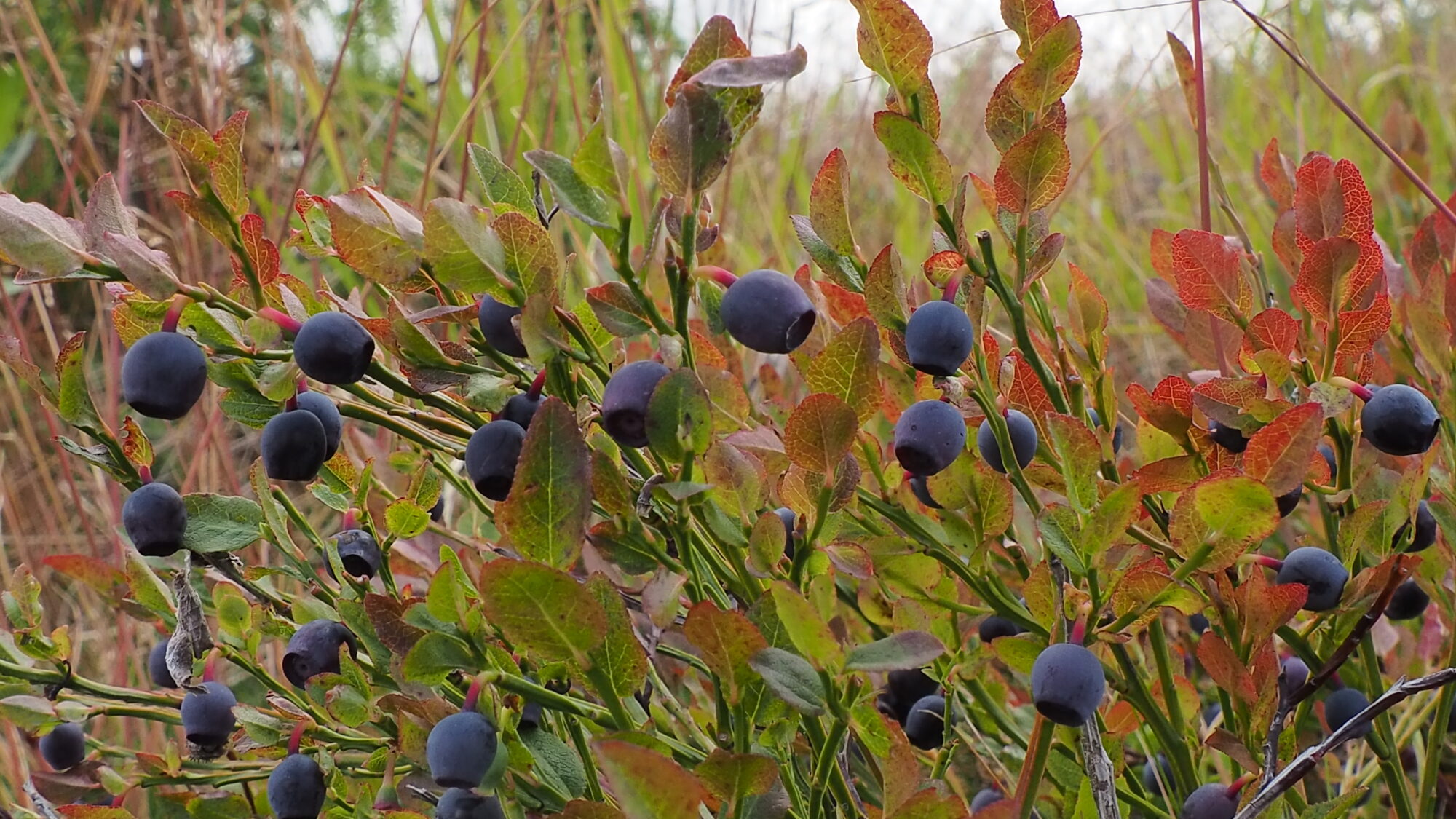 Valokuvaaja: Martti Valtonen