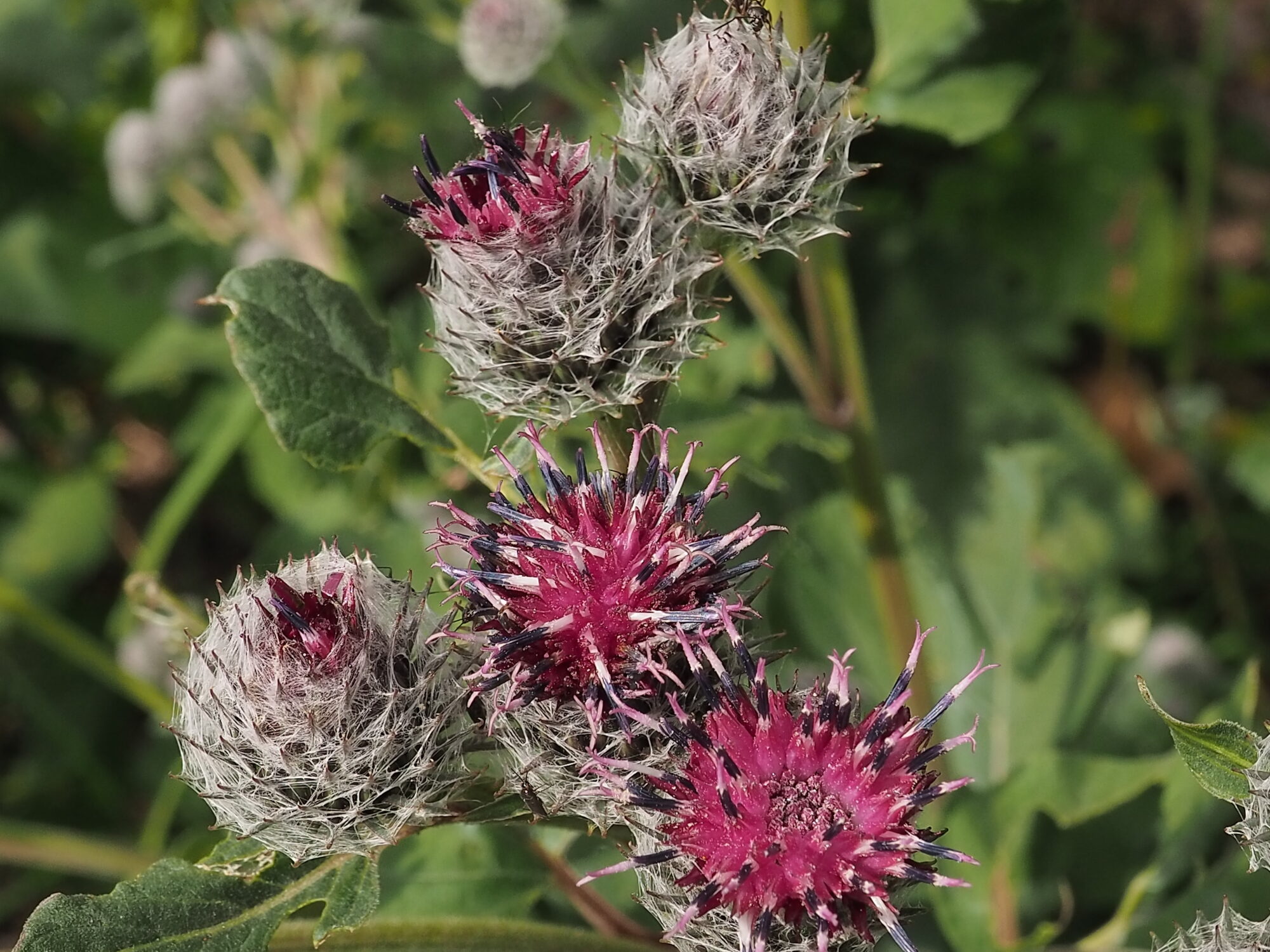 Valokuvaaja: Martti Valtonen