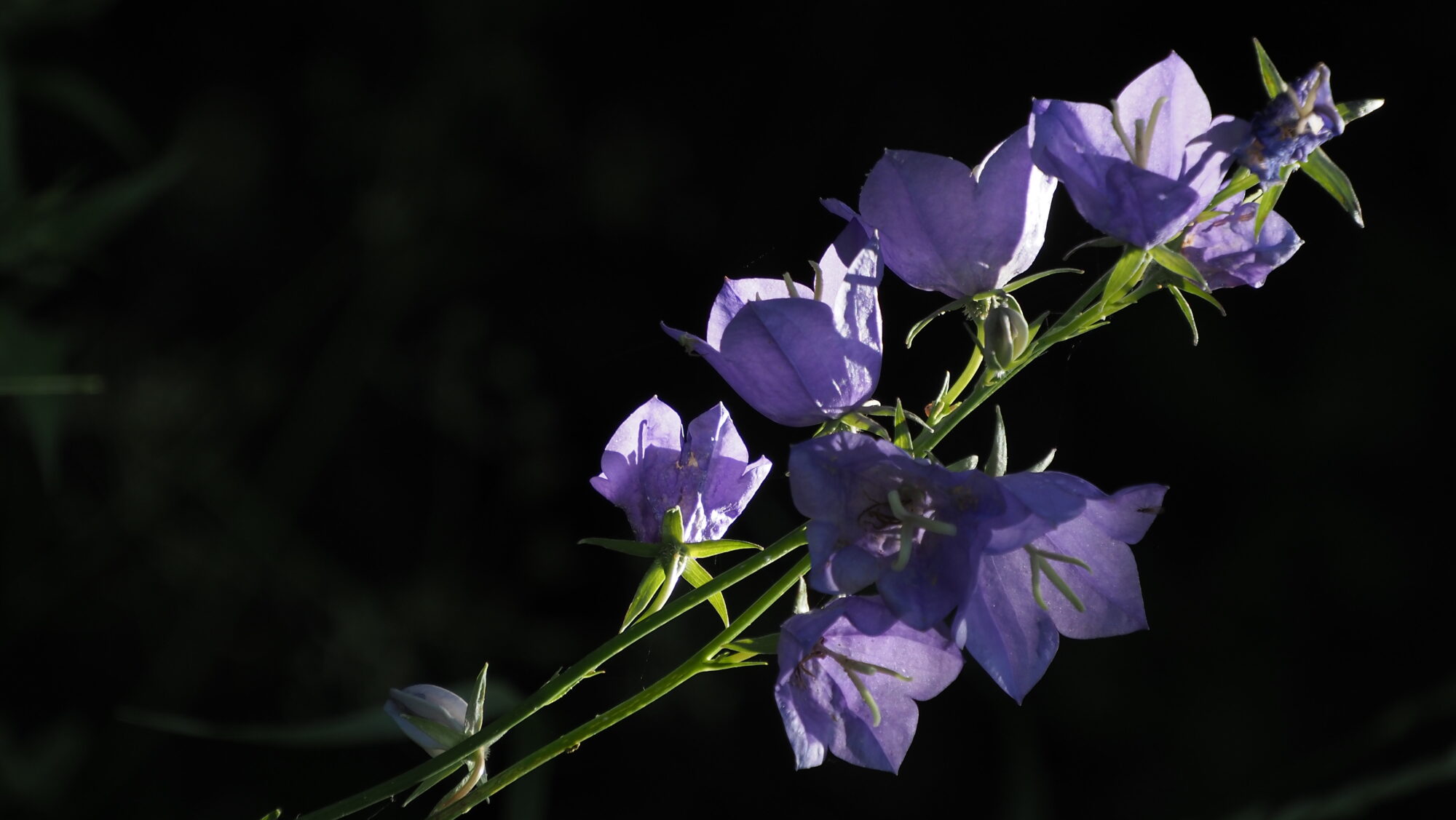 Valokuvaaja: Arja Valtonen