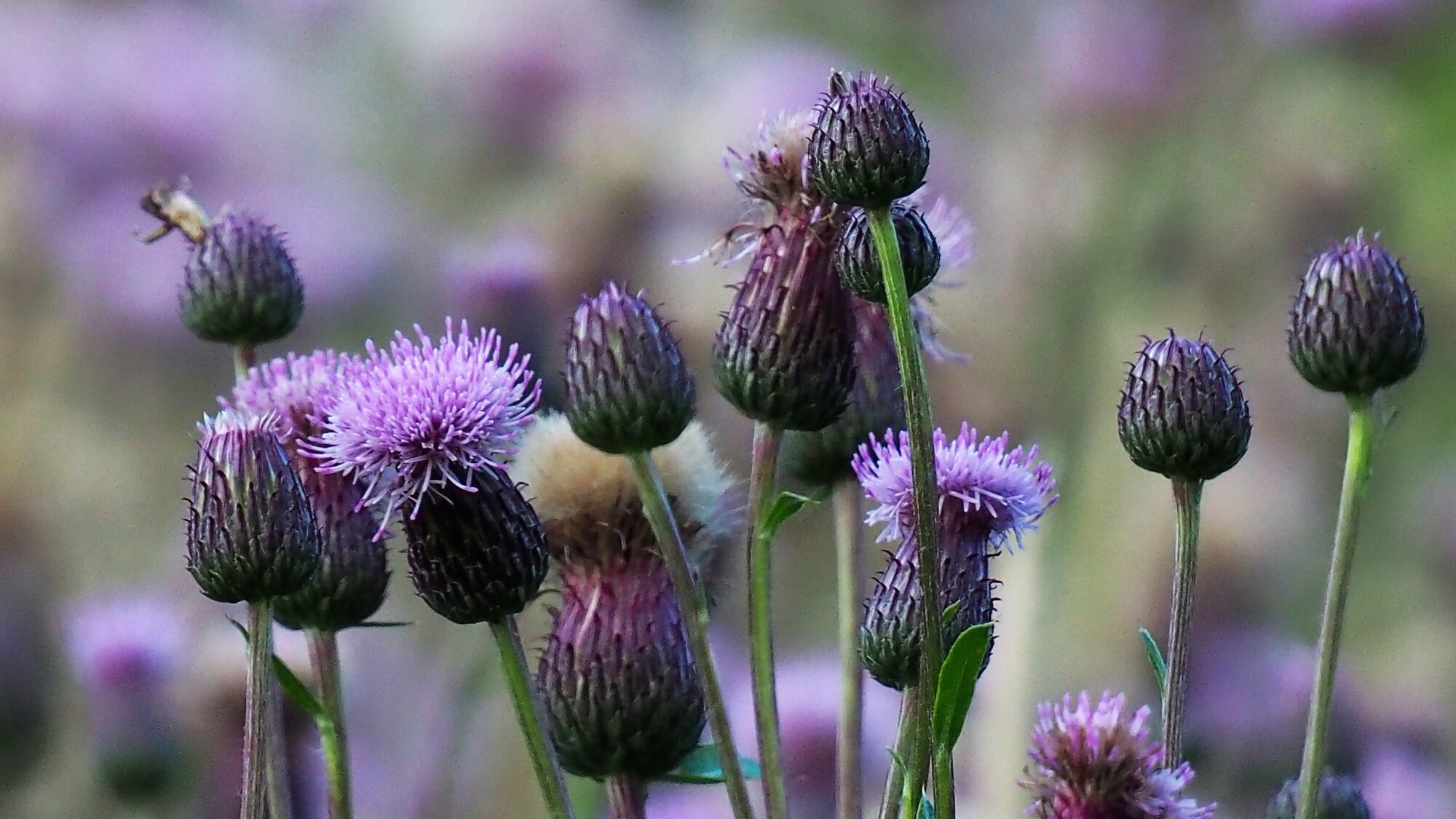 Valokuvaaja: Martti Valtonen