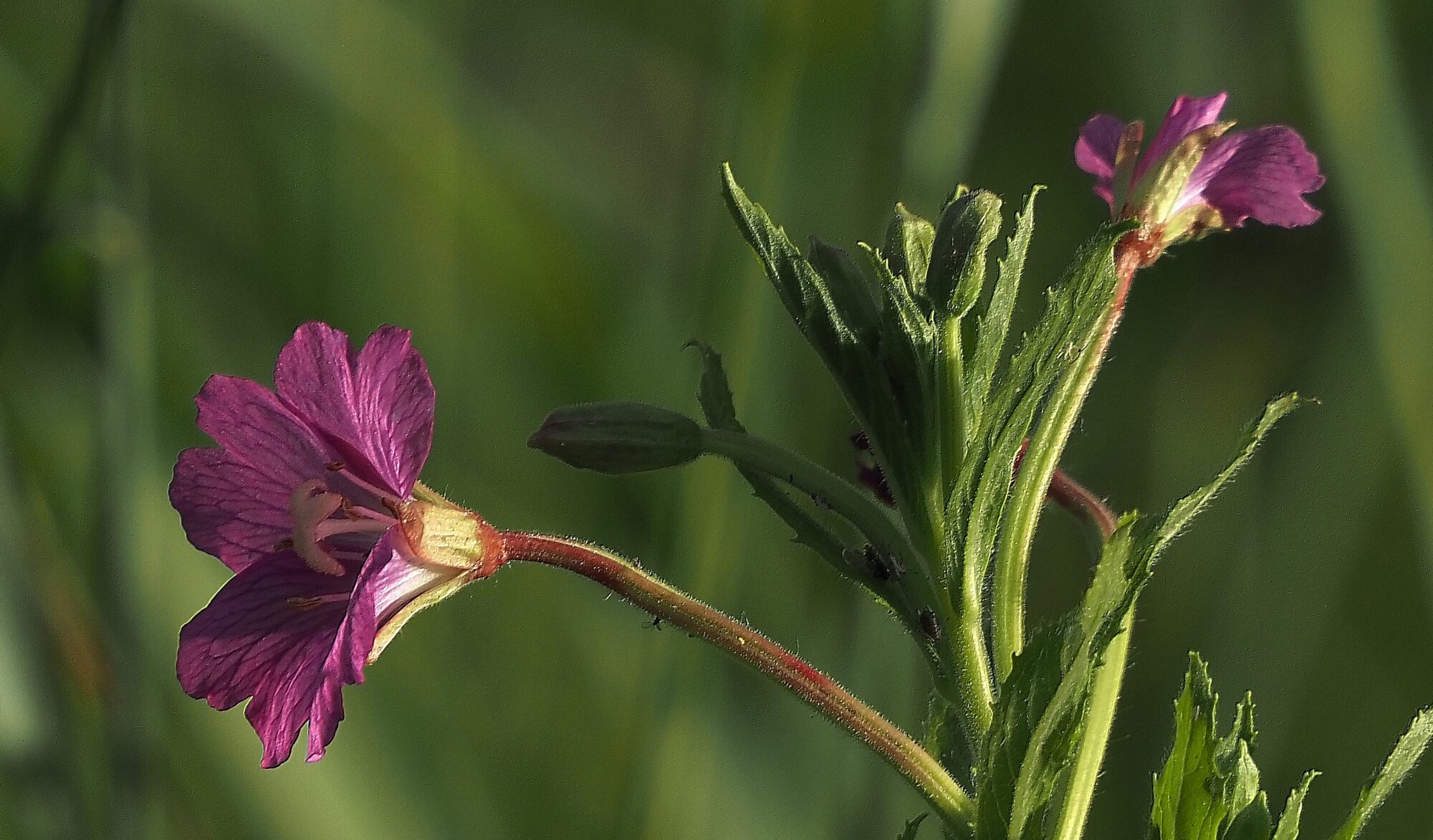 Valokuvaaja: Arja Valtonen