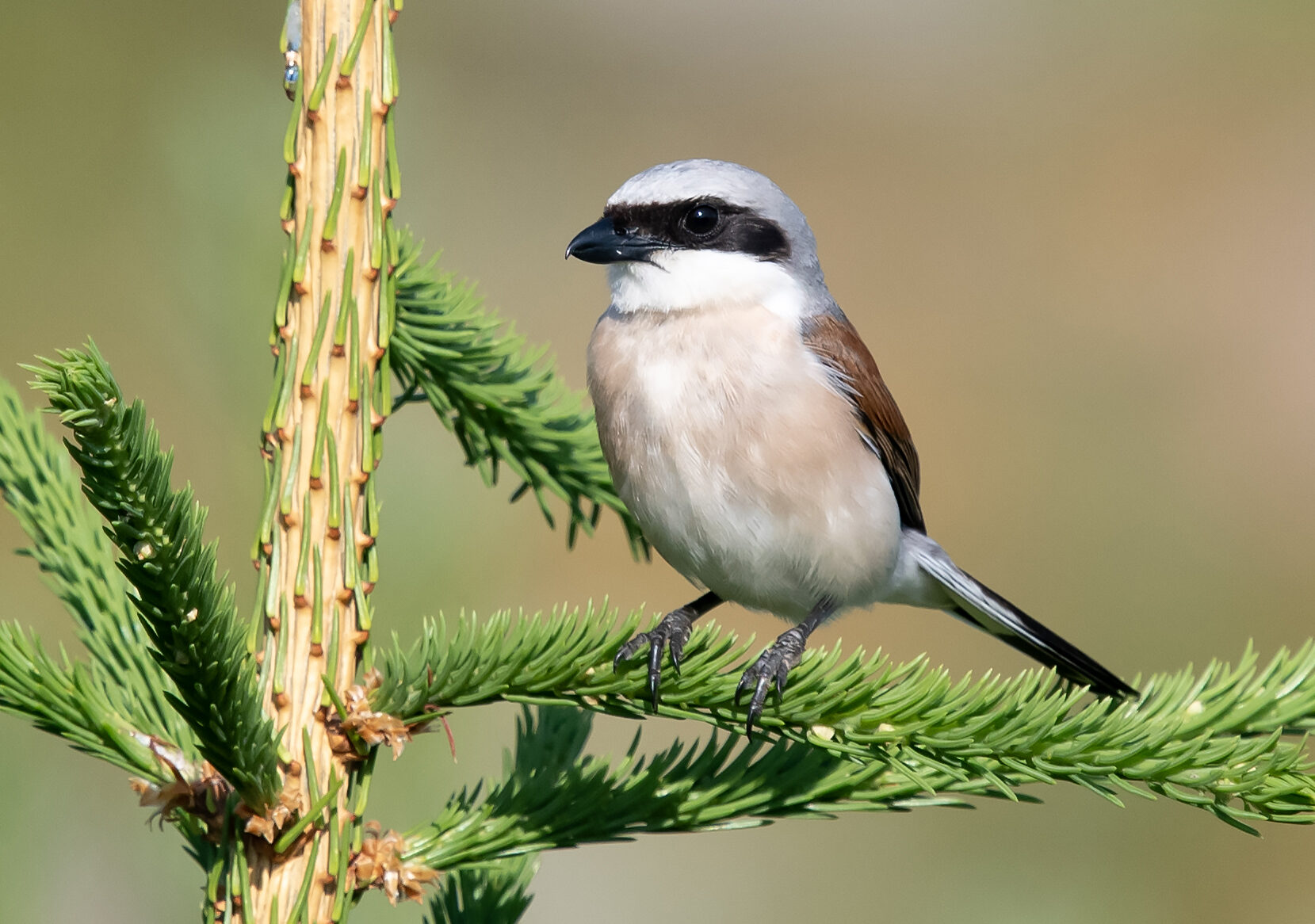 Valokuvaaja: Matti Manninen