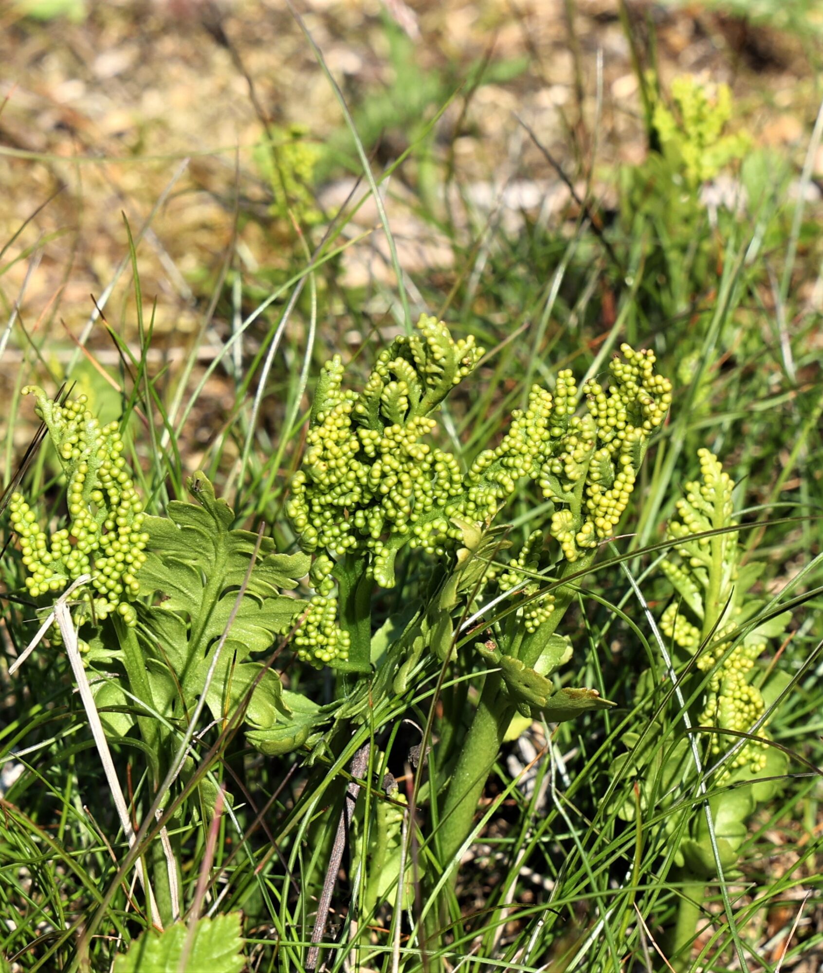 Valokuvaaja: Kaarina Heiskanen