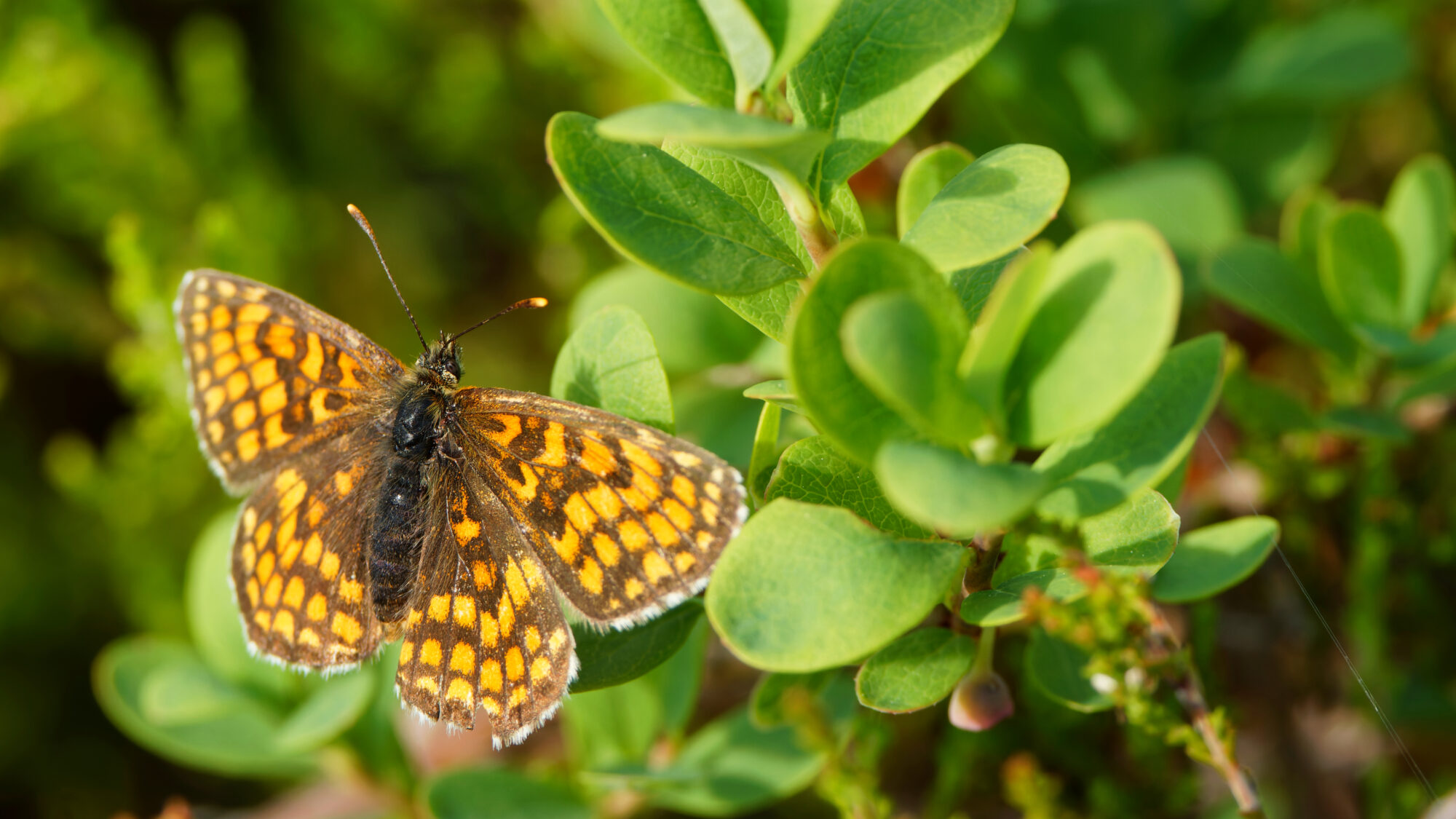 Valokuvaaja: TOMMI KUJALA
