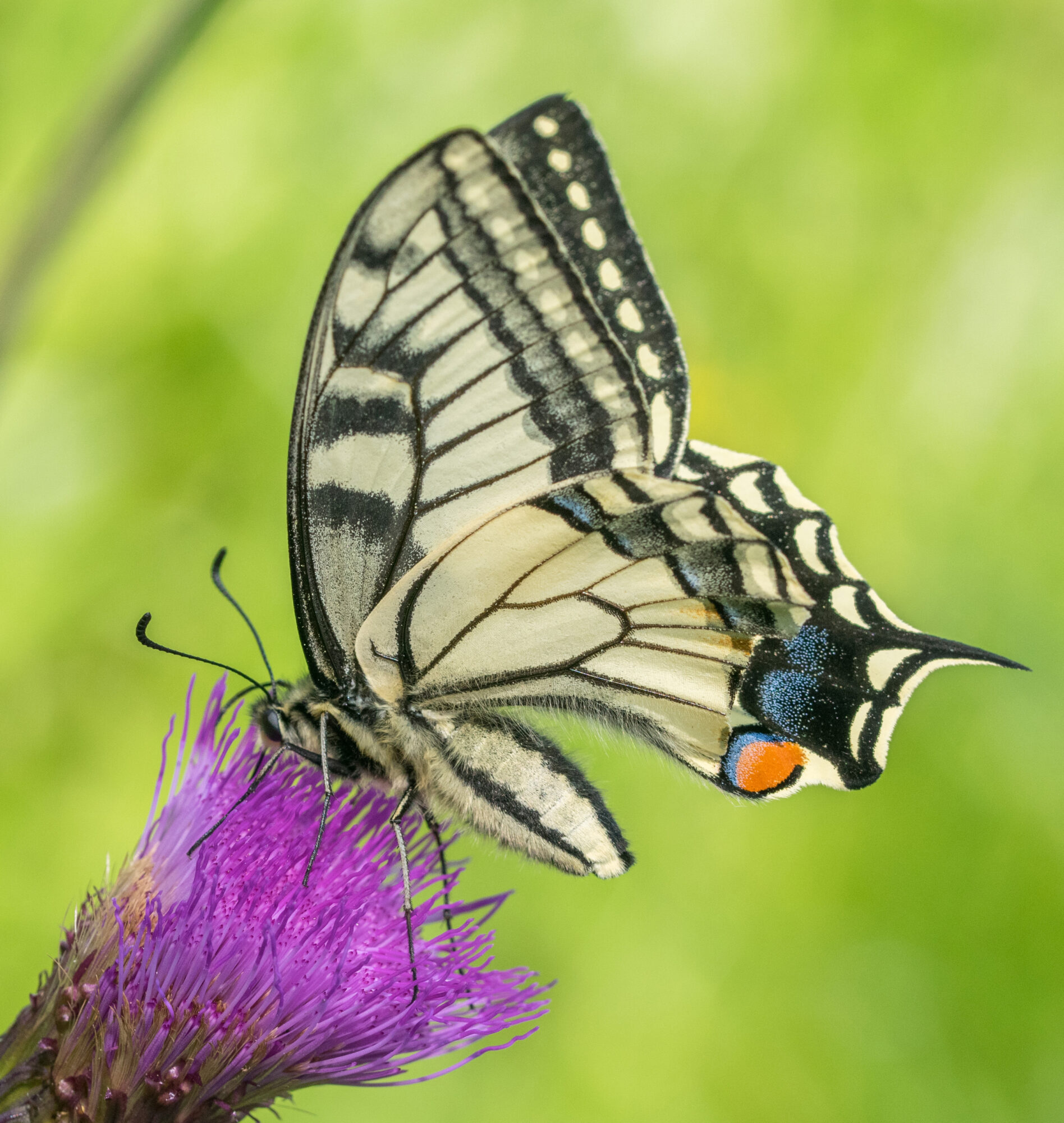 Valokuvaaja: Päivi Mustonen