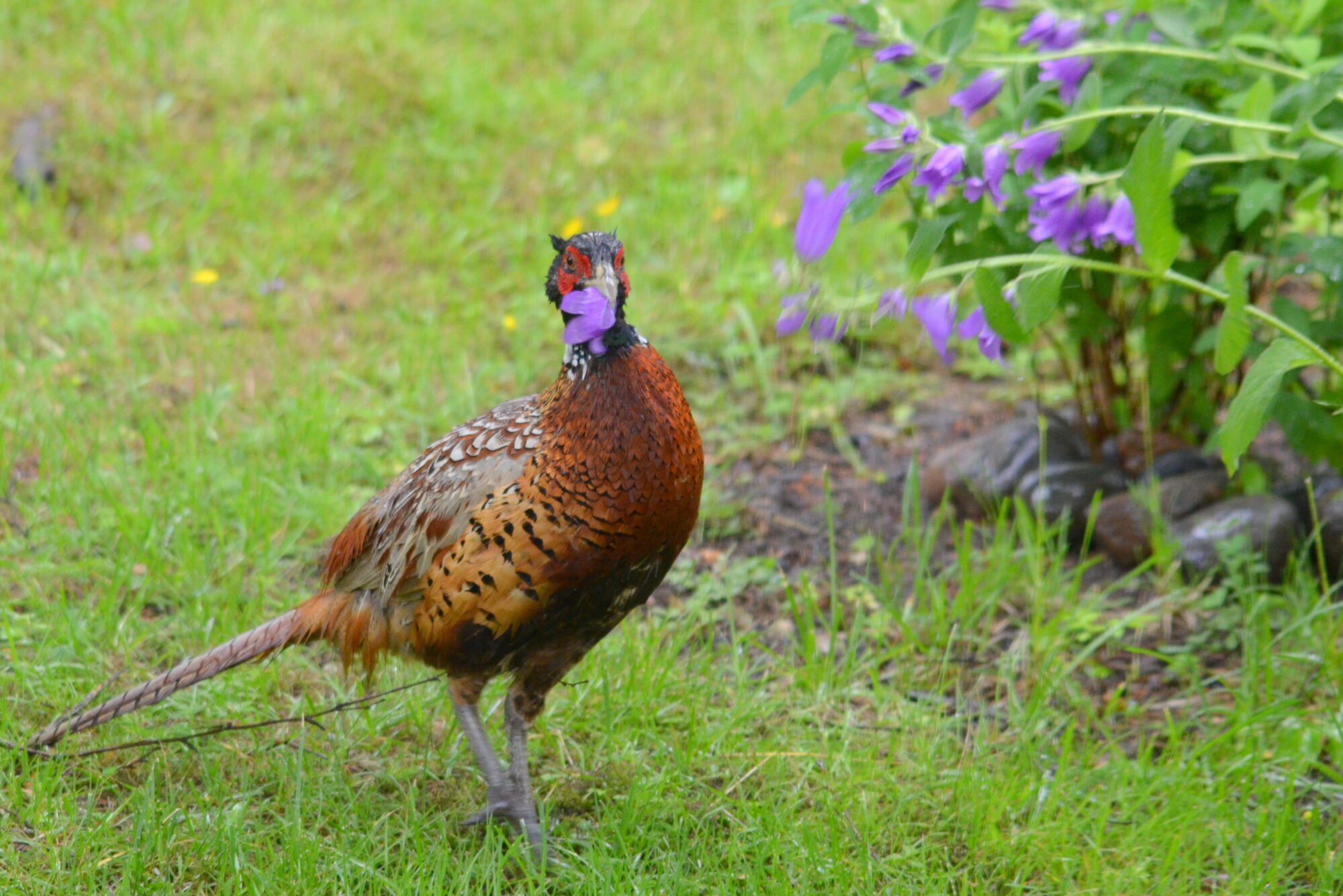 Valokuvaaja: Kaarlo Asikainen