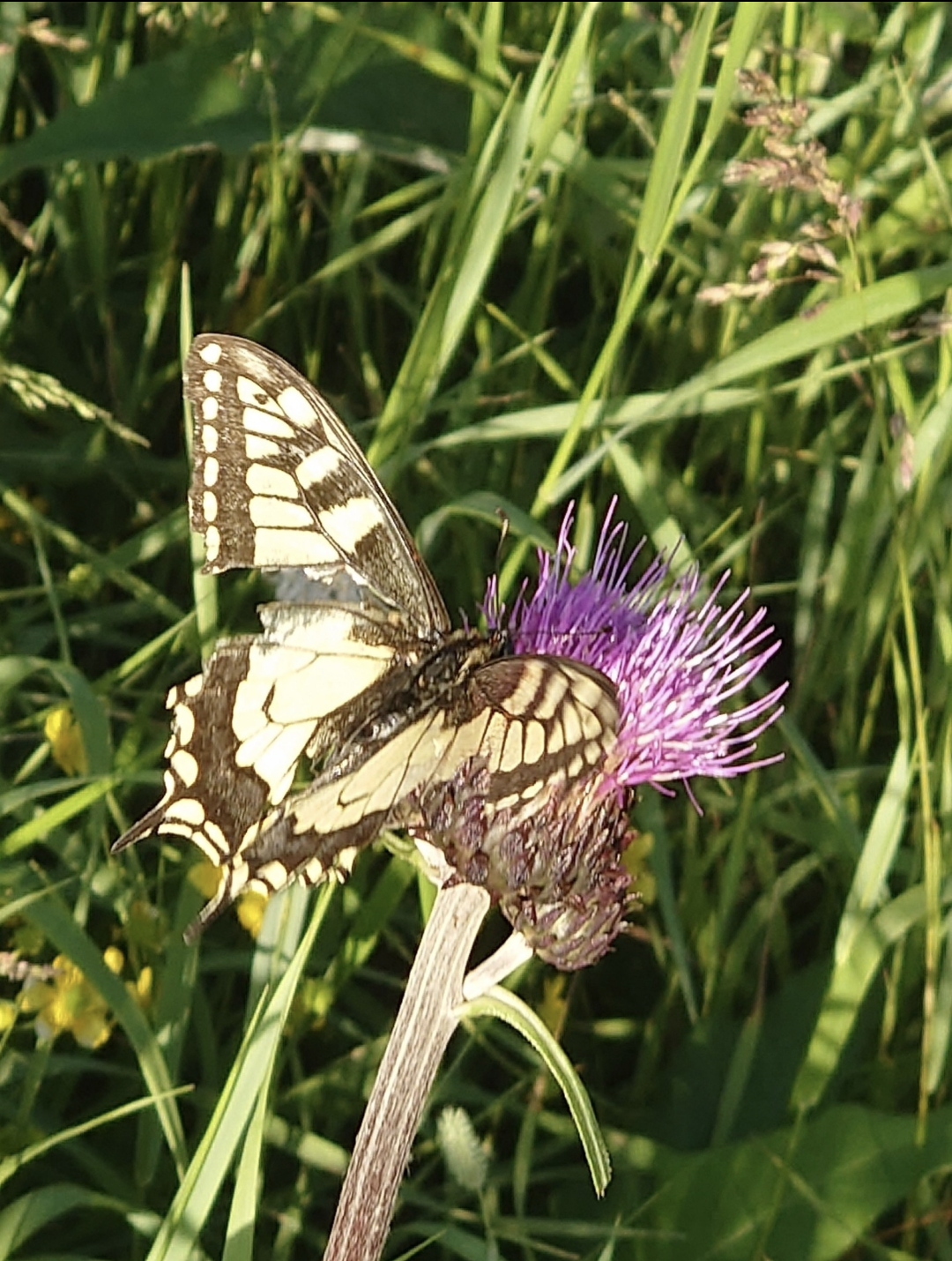 Valokuvaaja: Jouni Roppola. Valokuvaaja: Jouni Roppola.
