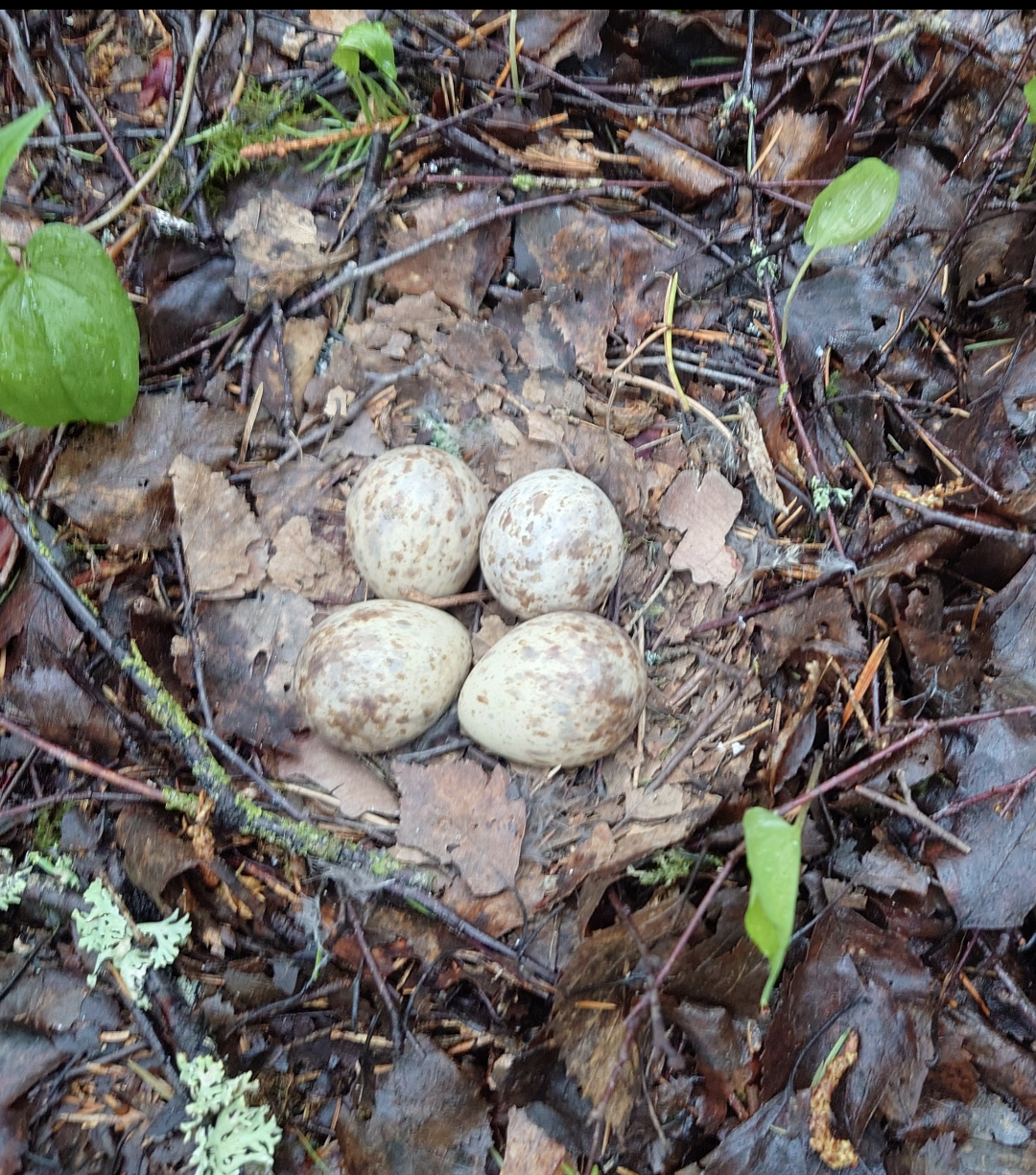 Valokuvaaja: Jouni Roppola.