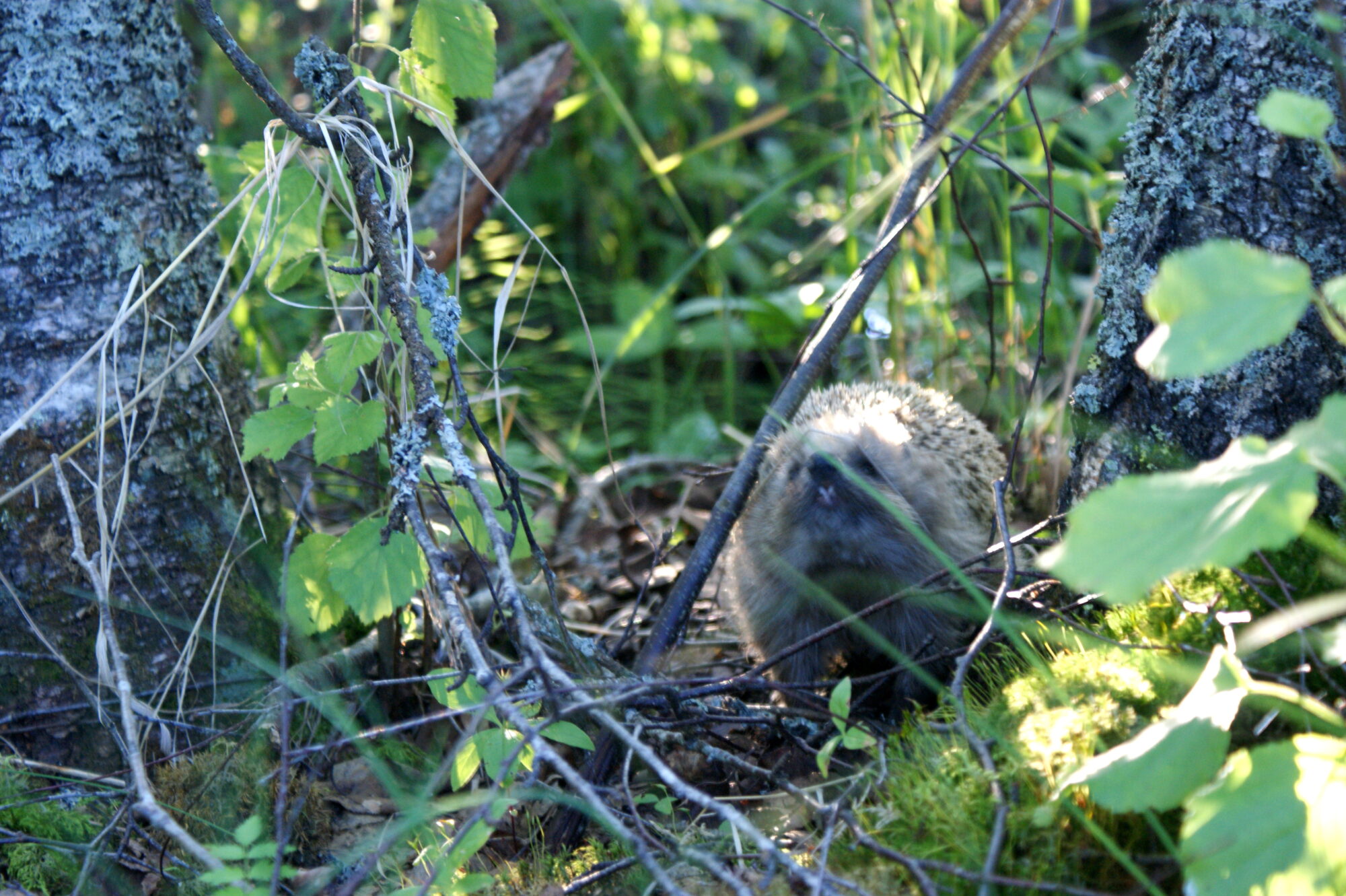 Valokuvaaja: Toni Asikainen