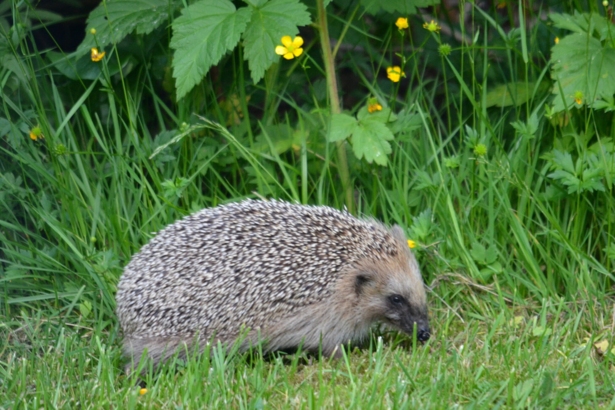Valokuvaaja: Kaarlo Asikainen