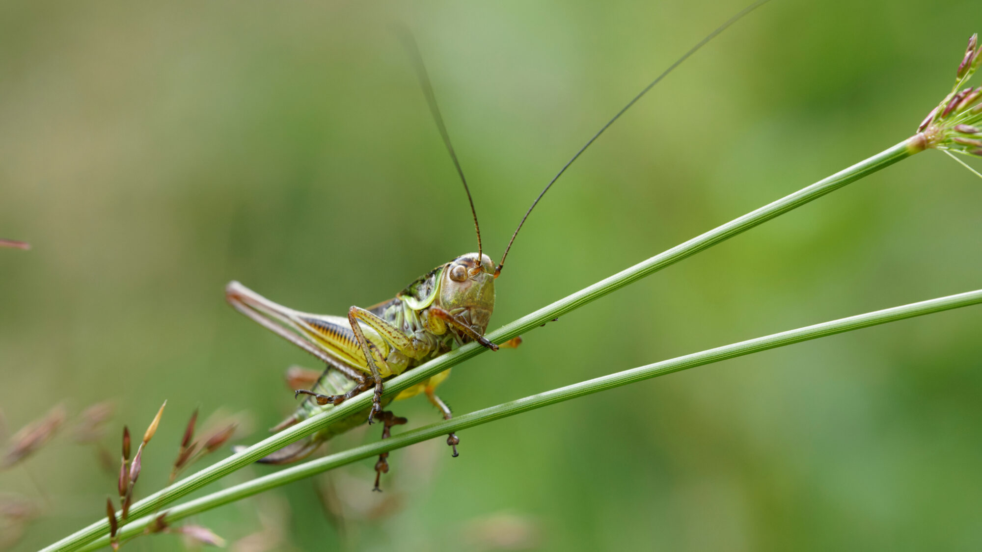 Valokuvaaja: TOMMI KUJALA