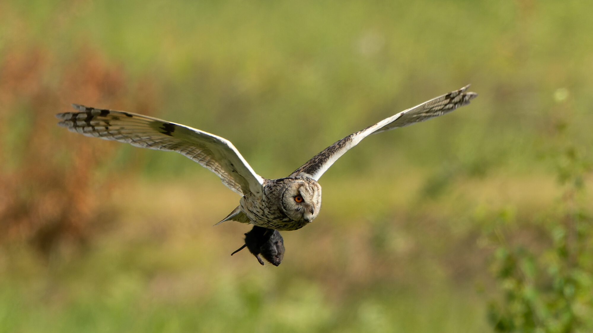 Valokuvaaja: TOMMI KUJALA