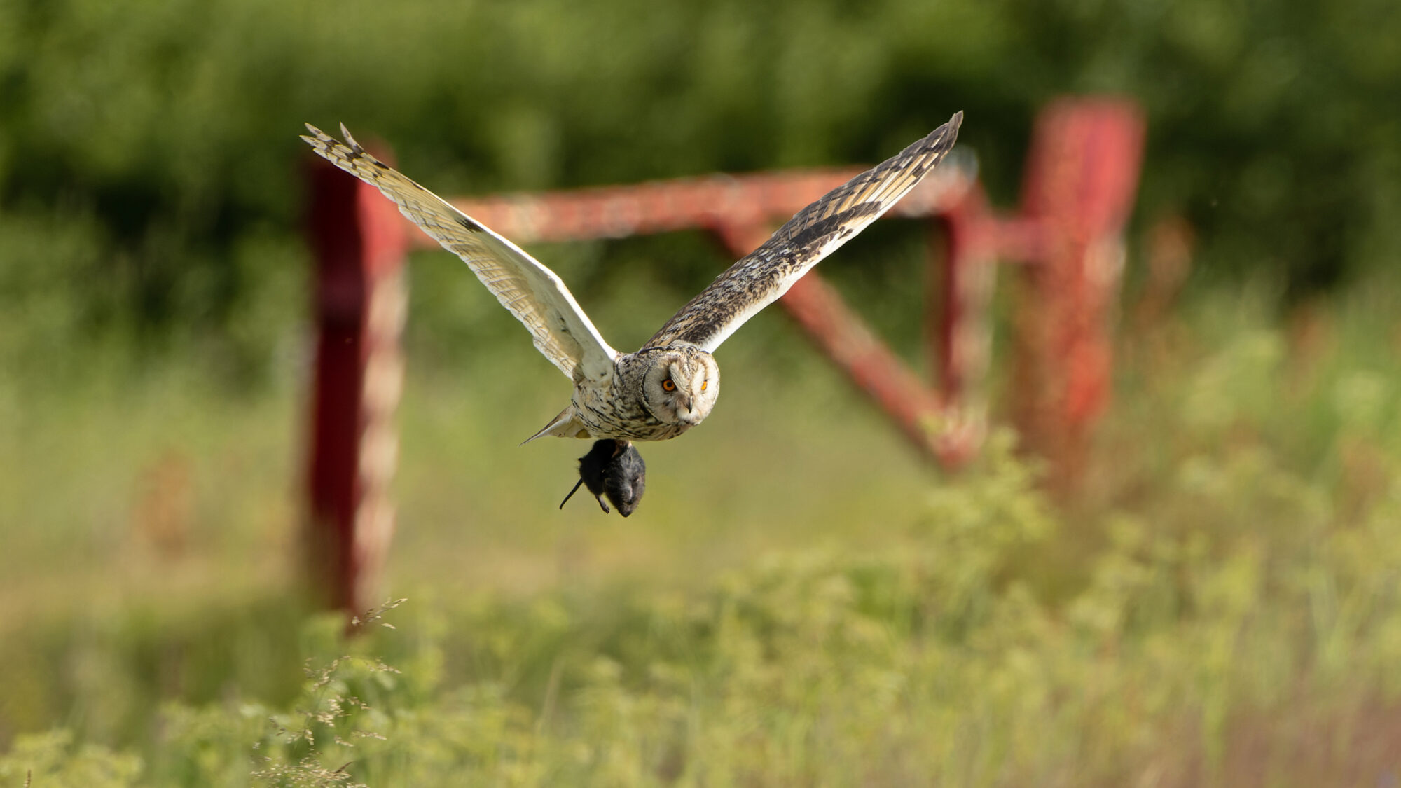 Valokuvaaja: TOMMI KUJALA