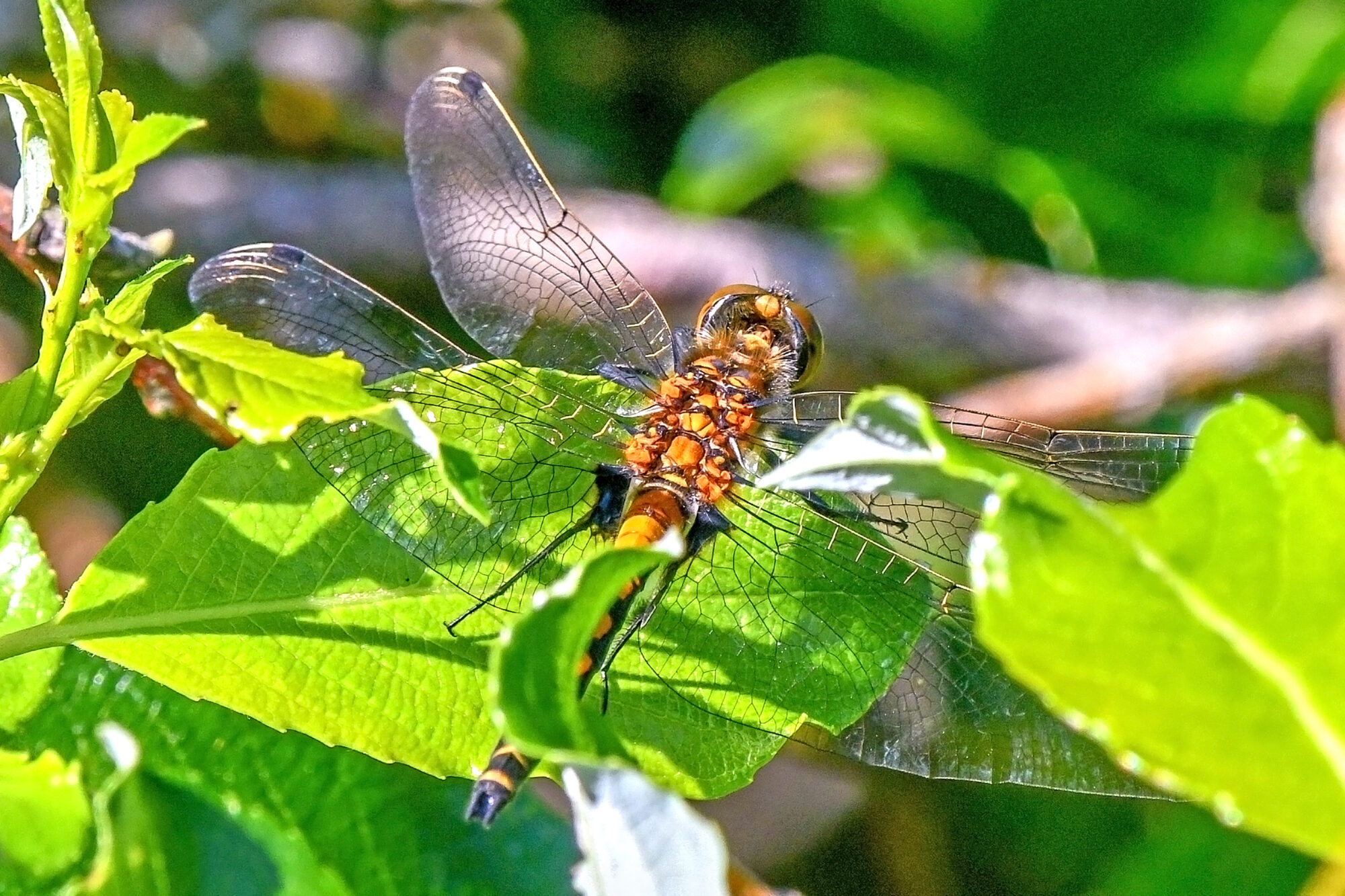 Valokuvaaja: Esko Pihl