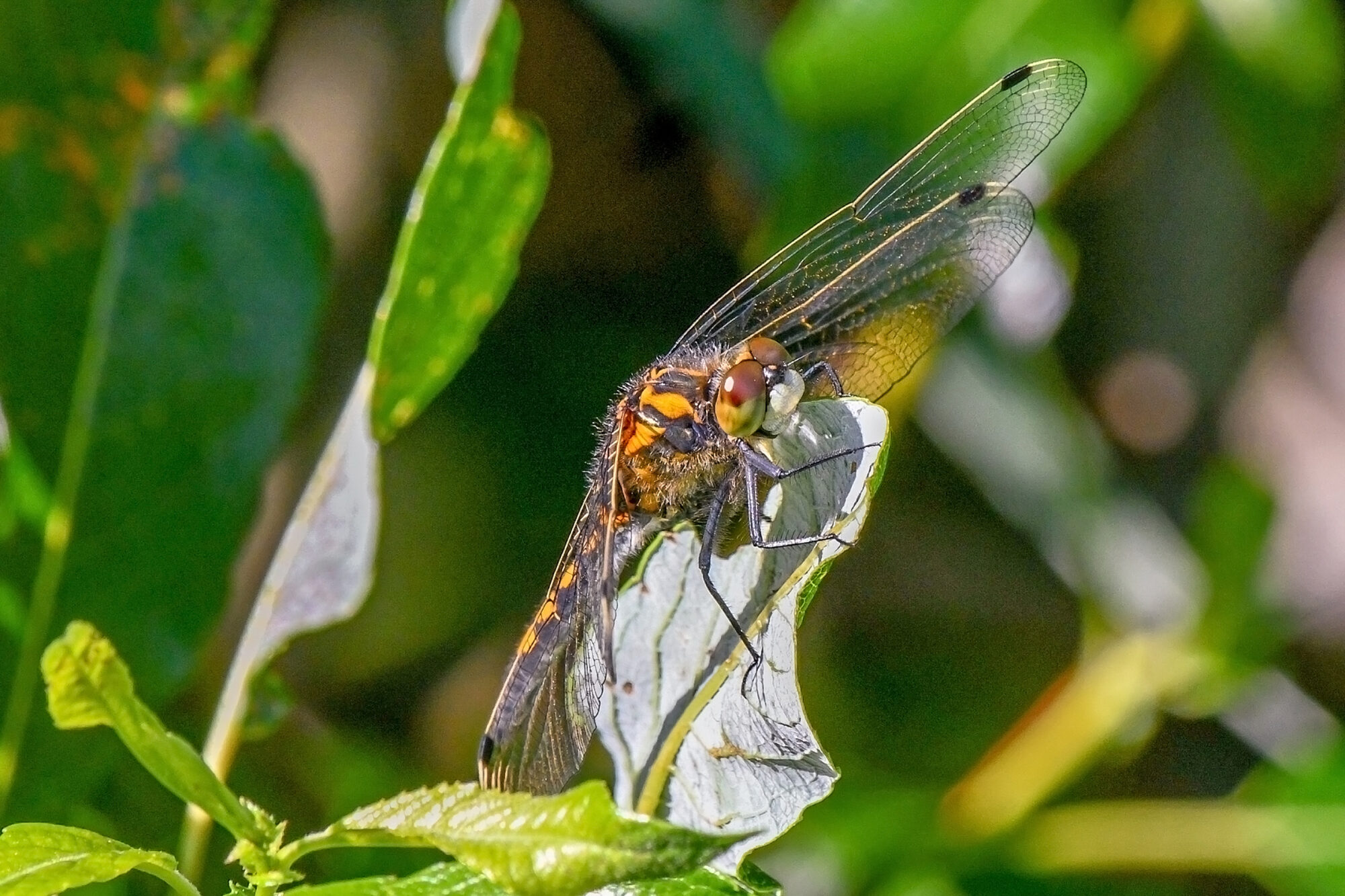 Valokuvaaja: Esko Pihl