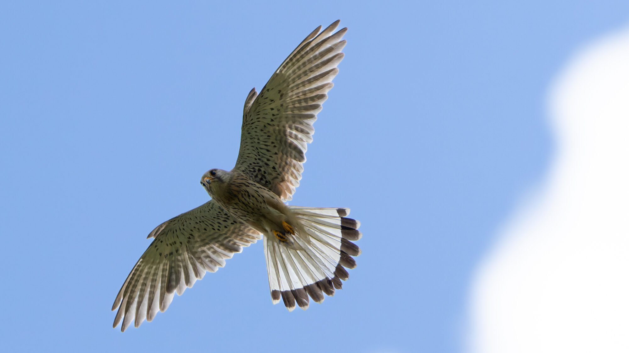 Valokuvaaja: TOMMI KUJALA