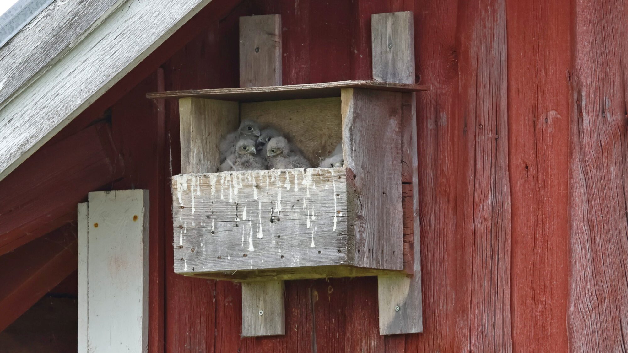 Valokuvaaja: TOMMI KUJALA