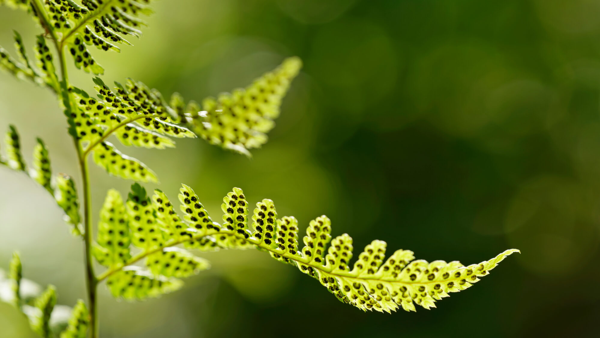 Valokuvaaja: TOMMI KUJALA