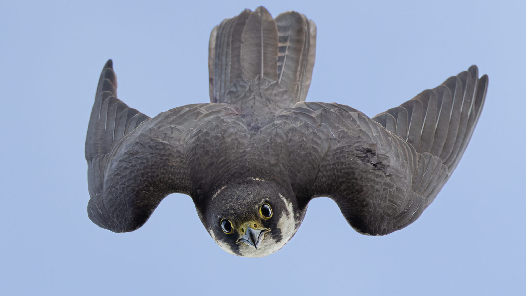 Valokuvaaja: TOMMI KUJALA