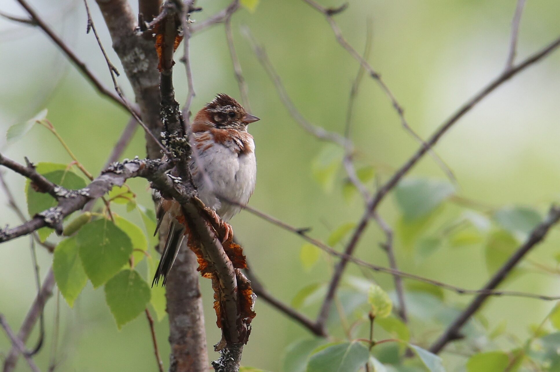 Valokuvaaja: Jaana Saarelainen
