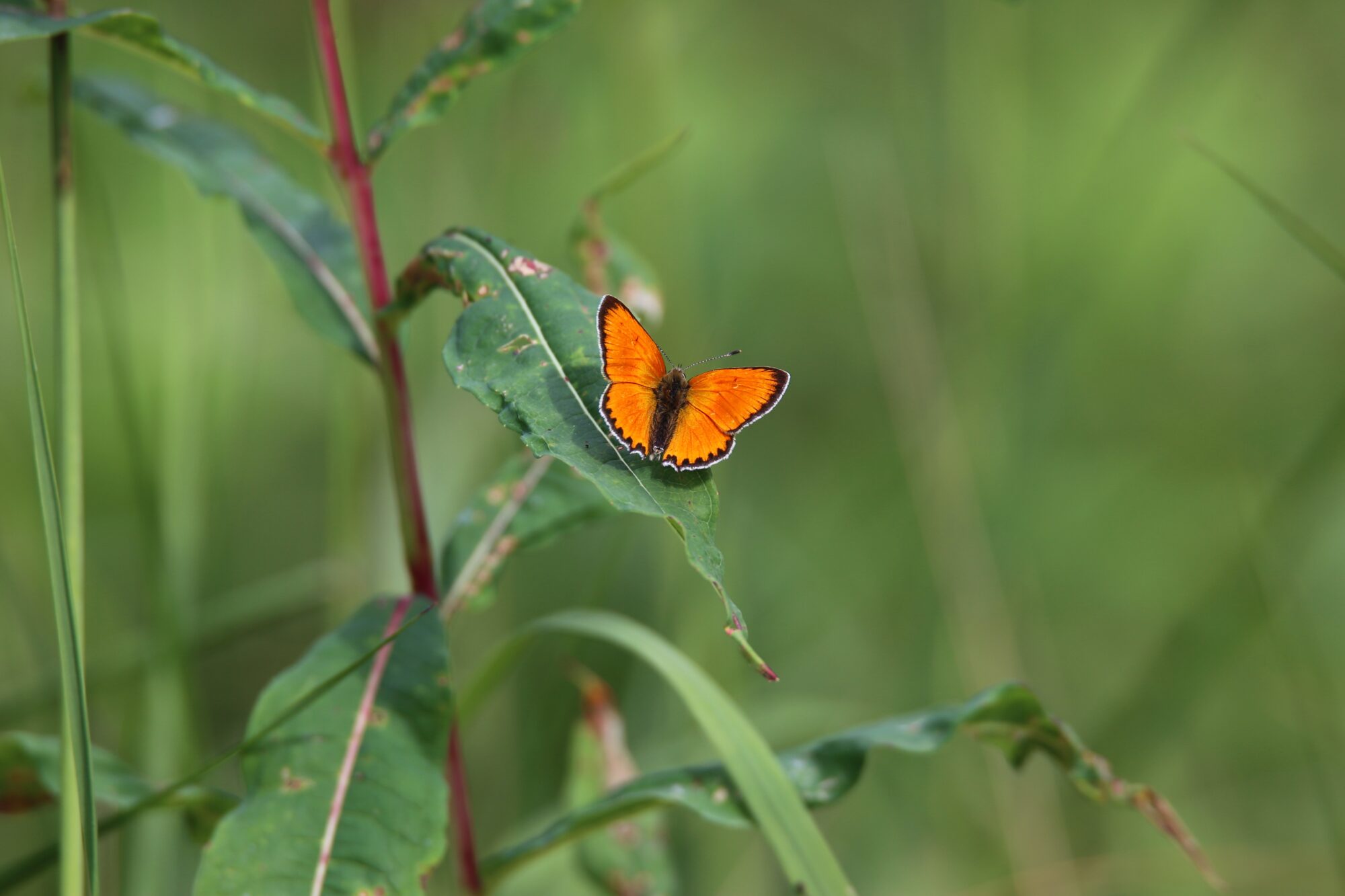 Valokuvaaja: Jaana Saarelainen