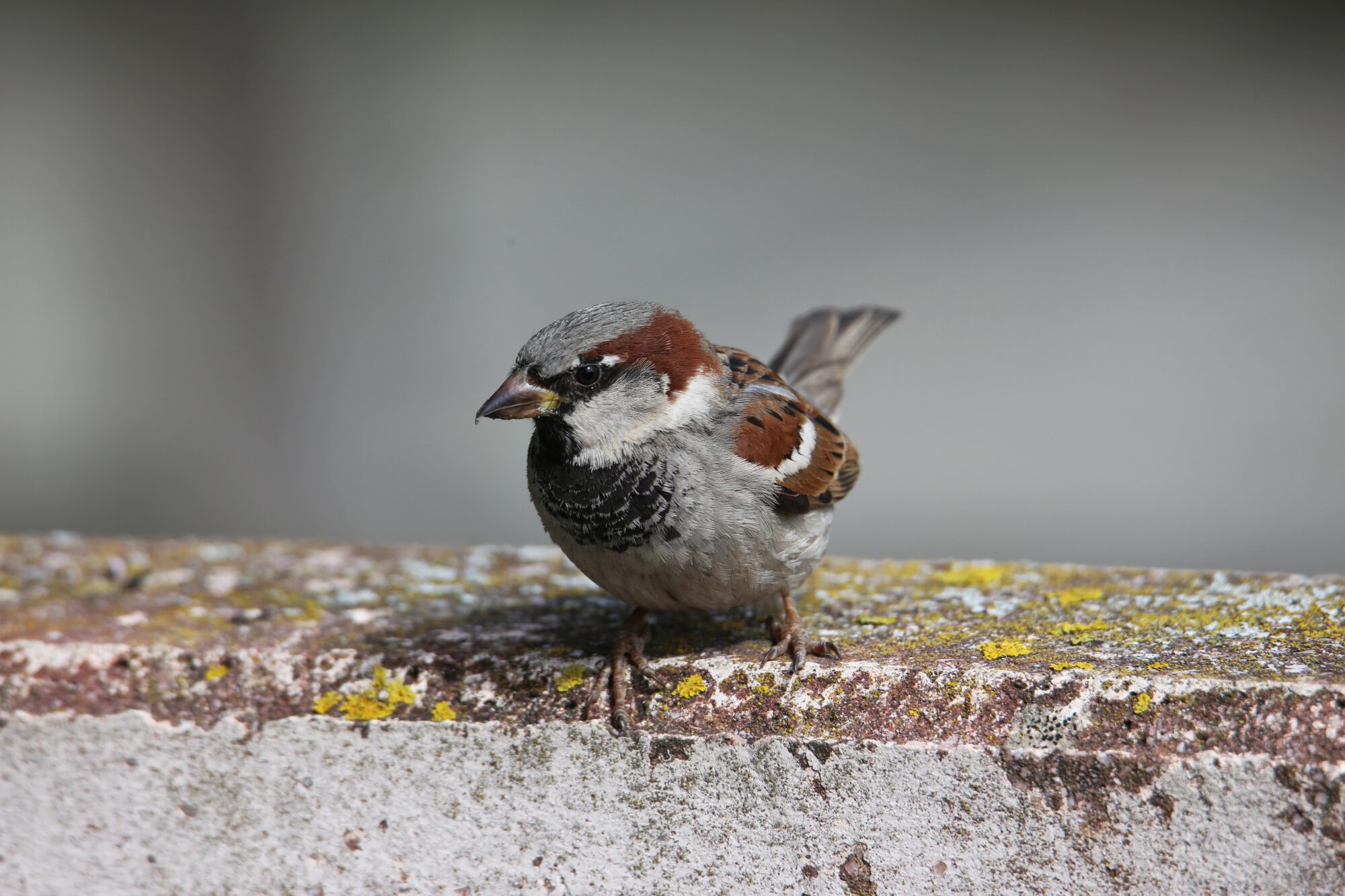 Valokuvaaja: Jaana Saarelainen