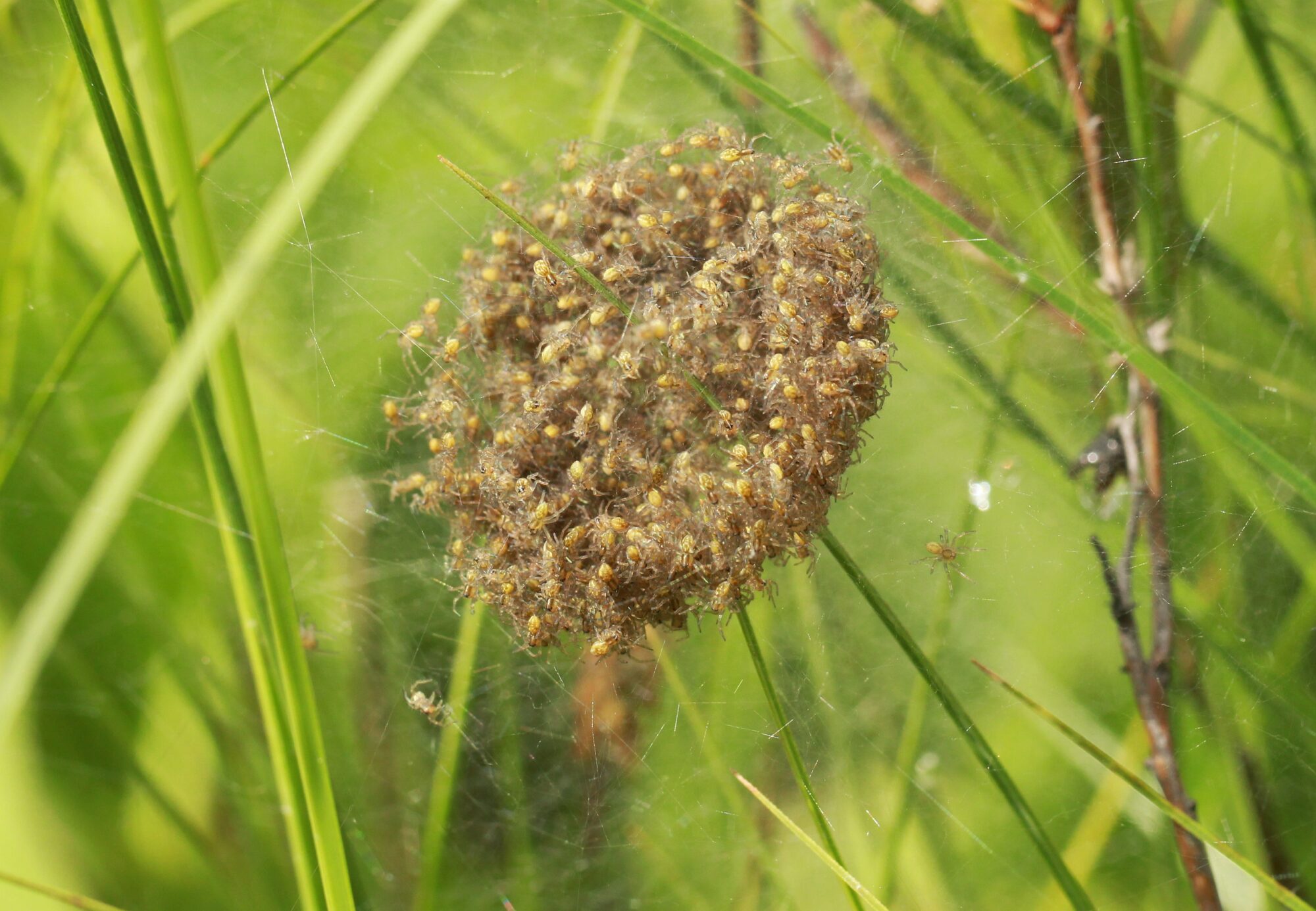 Valokuvaaja: Jaana Saarelainen
