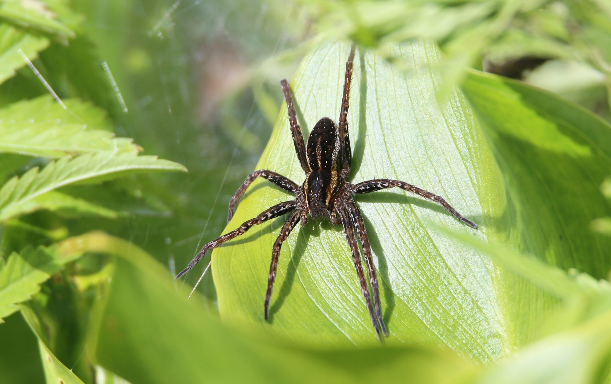 Valokuvaaja: Jaana Saarelainen
