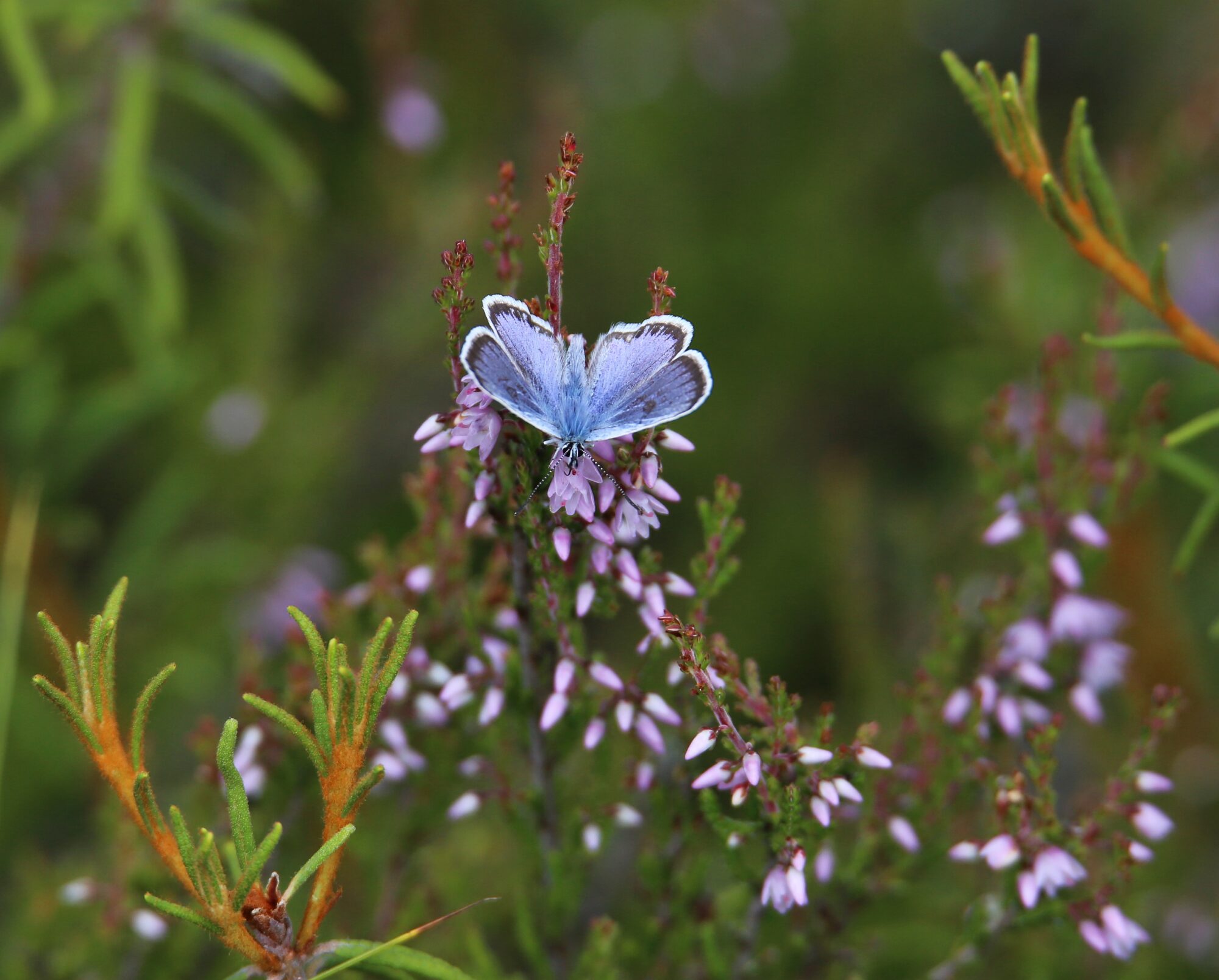 Valokuvaaja: Jaana Saarelainen