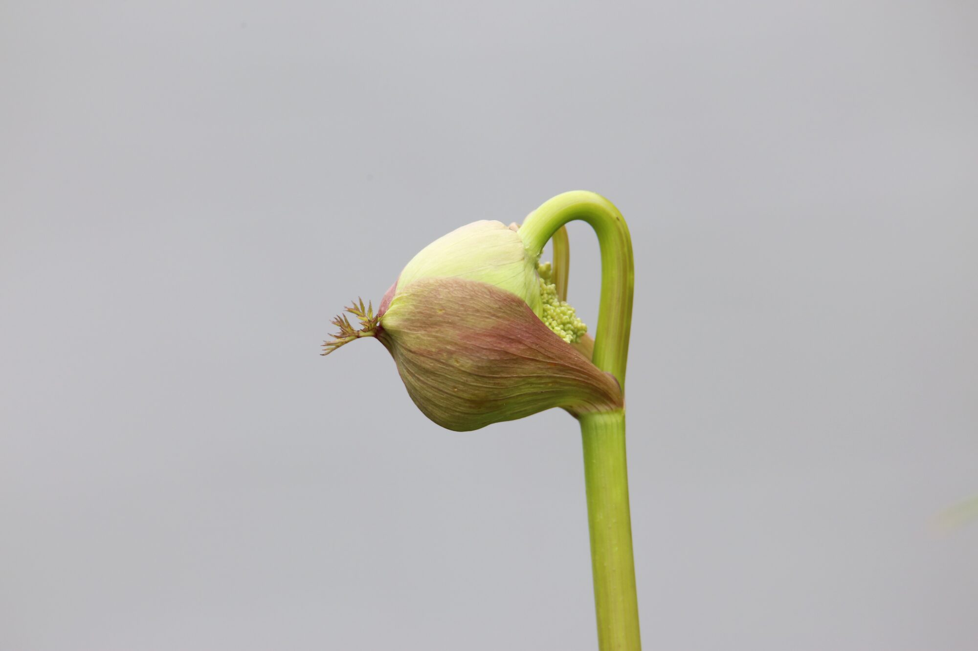 Valokuvaaja: Jaana Saarelainen